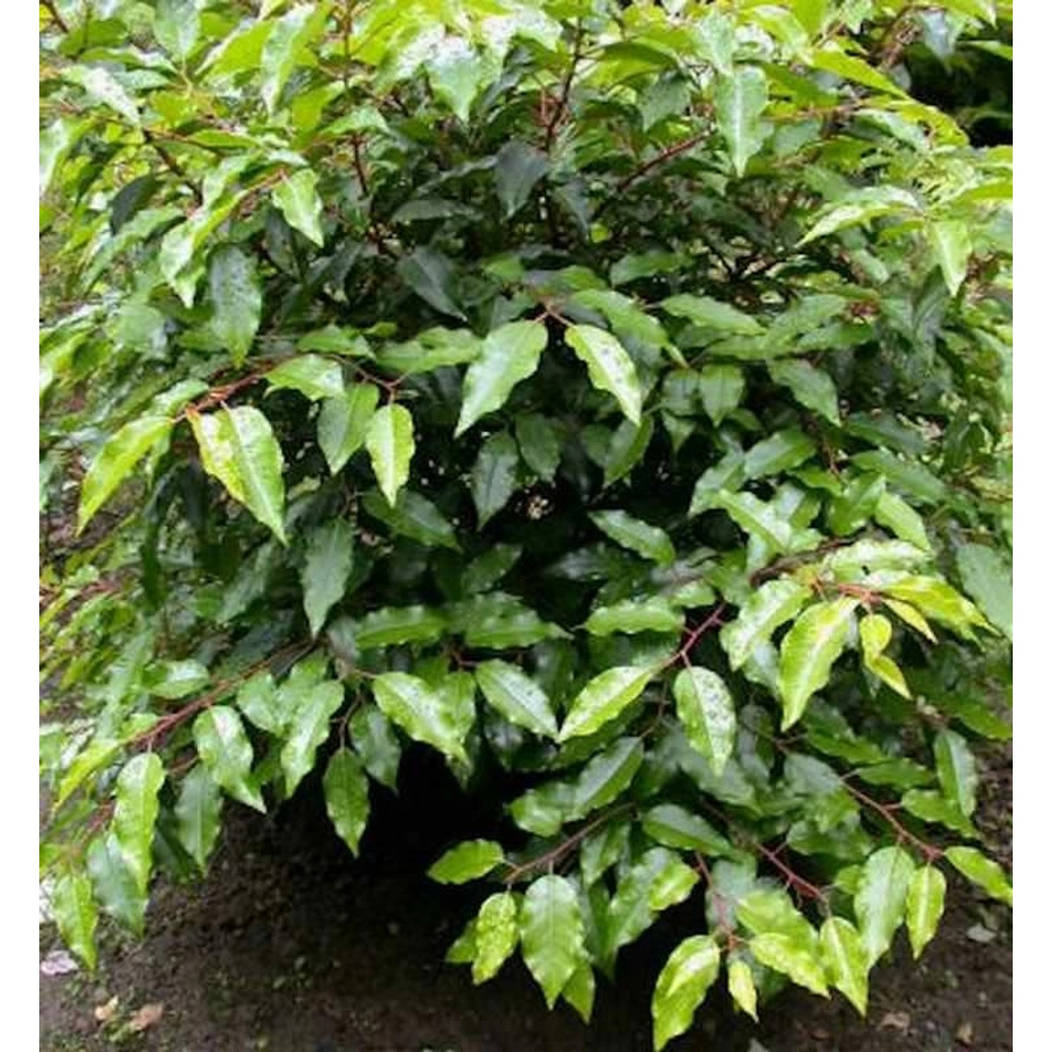 Portugiesische Lorbeerkirsche Angustifolia 30-40cm - Prunus lusitanica günstig online kaufen