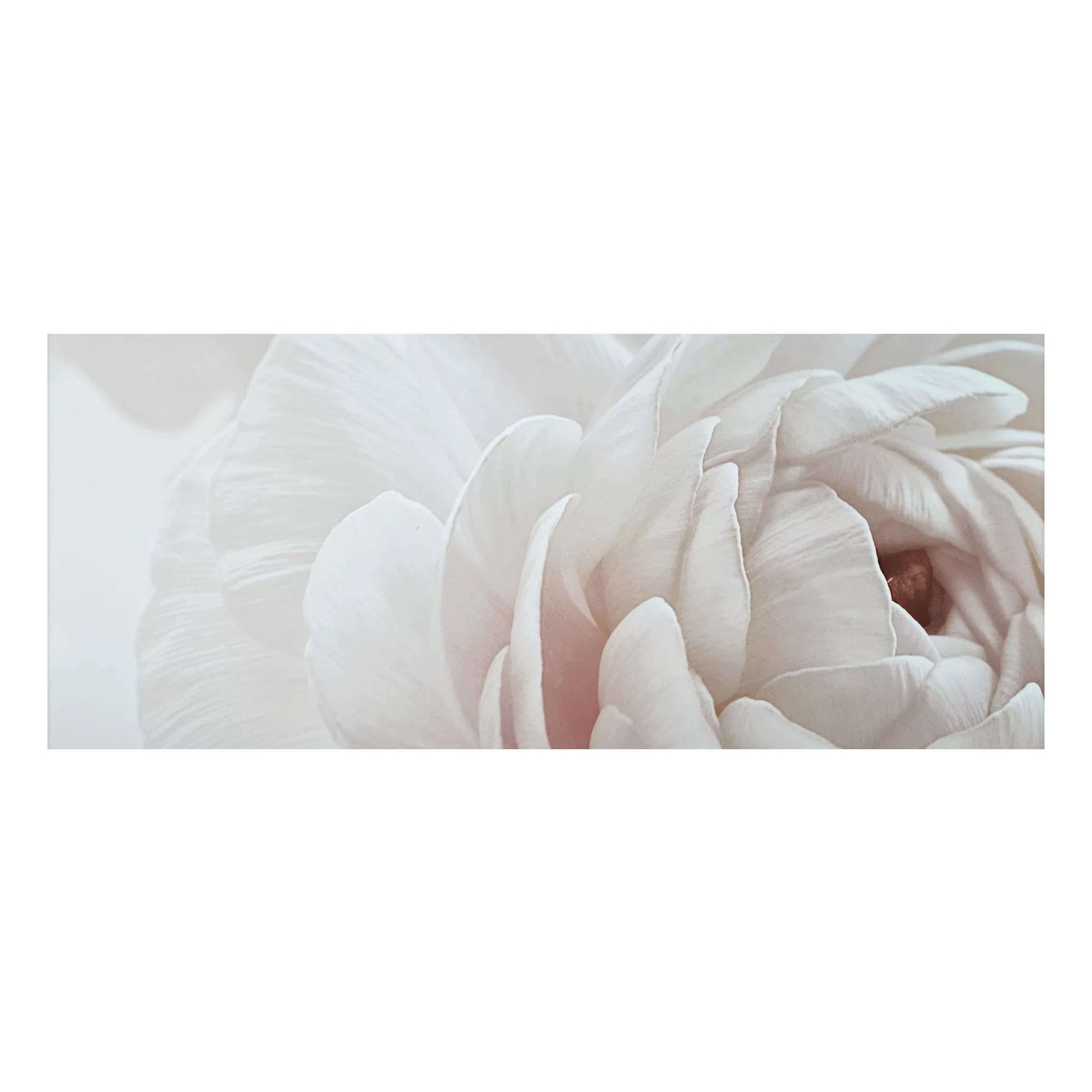 Alu-Dibond Bild Weiße Blüte im Blütenmeer günstig online kaufen