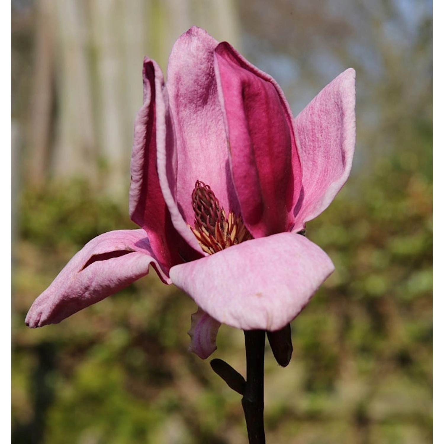 Magnolie Genie 80-100cm - Magnolia günstig online kaufen