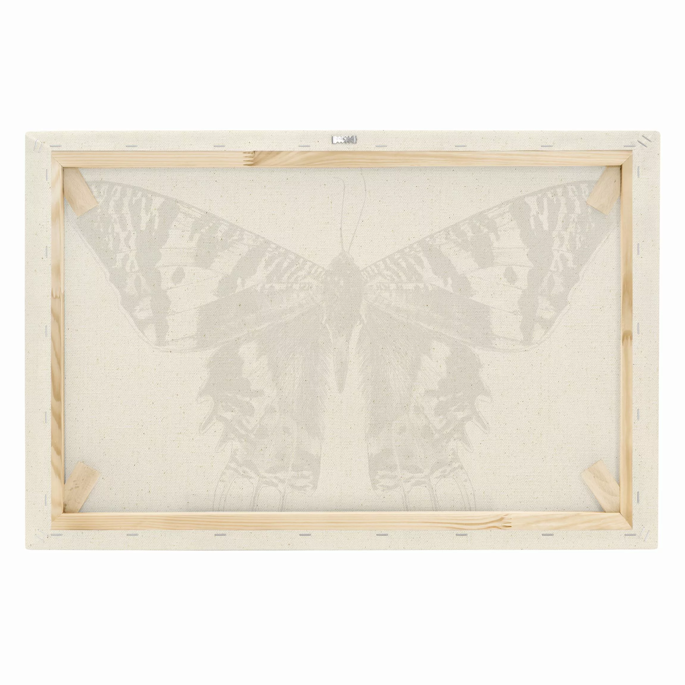 Leinwandbild auf Canvas Natural Illustration fliegender Madagaskar Schmette günstig online kaufen