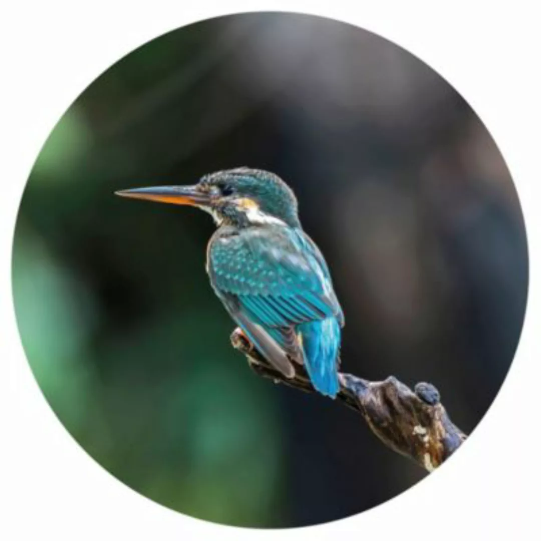 Wallart Fototapete The Kingfisher Rund 190 Cm günstig online kaufen