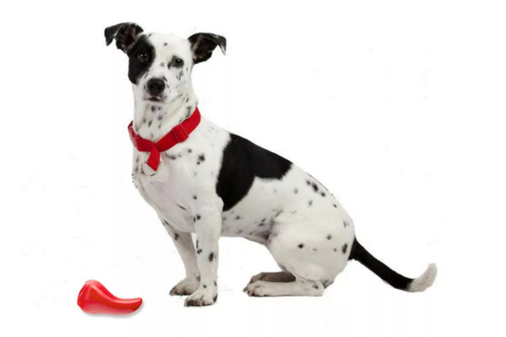 Hundespielzeug Chili Für Kleine Hunde günstig online kaufen