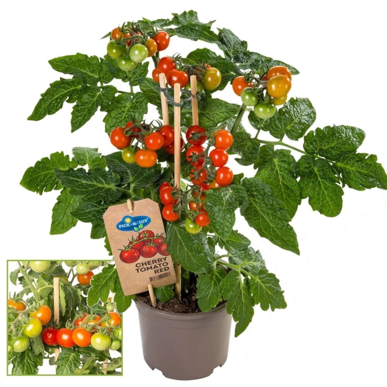 Exotenherz Kirschtomate Cherrytomate Pflanze mit Vielen Früchten für Balkon günstig online kaufen