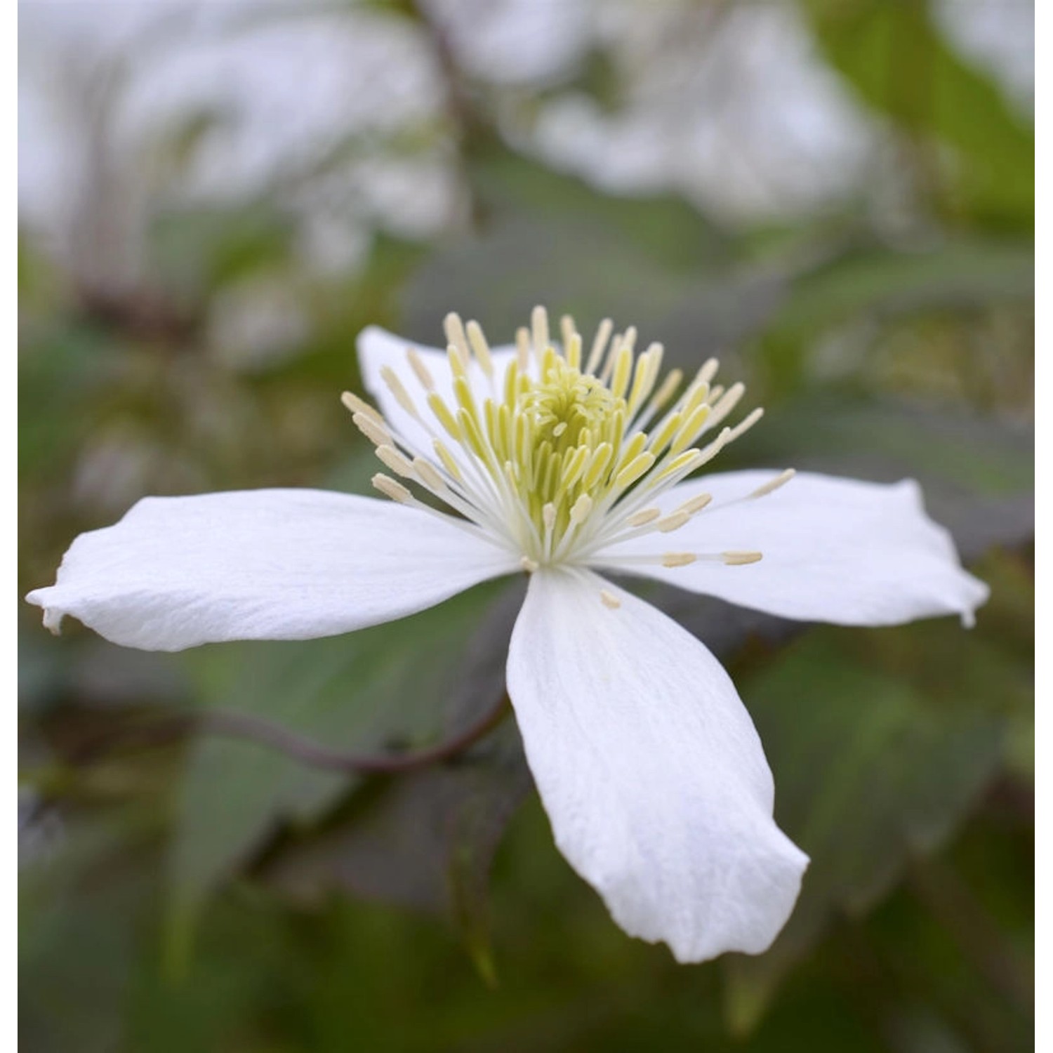 Berg Waldrebe Wilsonii 40-60cm - Clematis montana günstig online kaufen