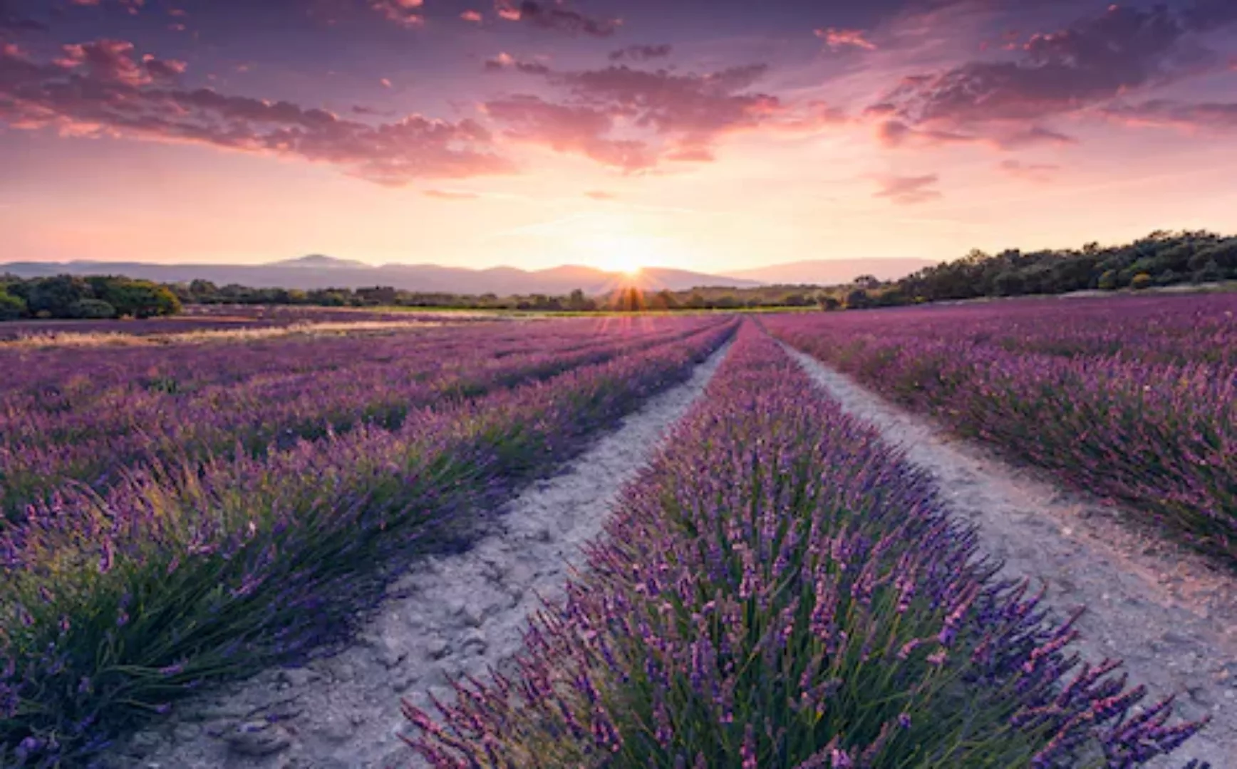 KOMAR Vlies Fototapete - Lavender Dream - Größe 450 x 280 cm mehrfarbig günstig online kaufen