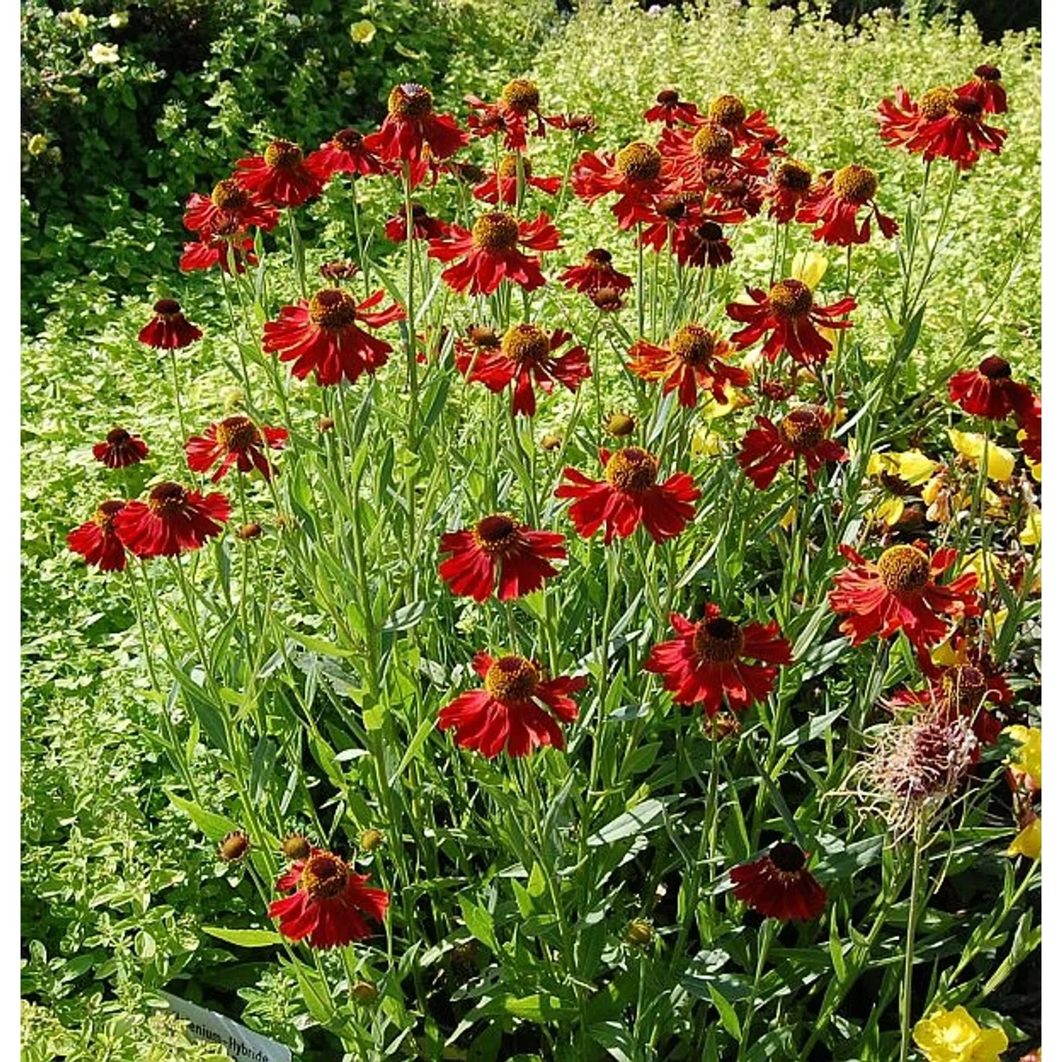 Sonnenbraut Moerheim Beauty - Helenium günstig online kaufen