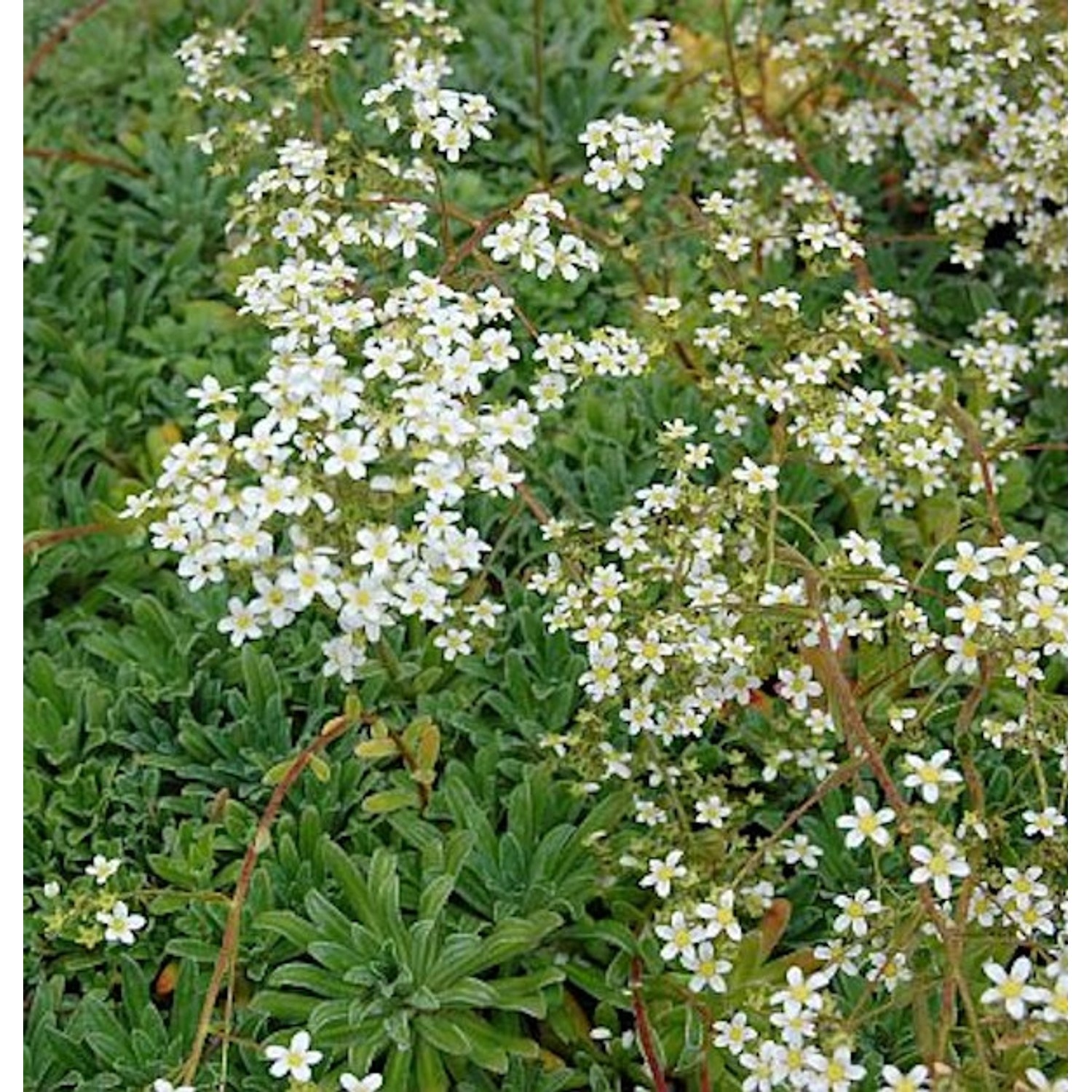 Rosetten Steinbrech Islandica - Saxifraga cotyledon günstig online kaufen