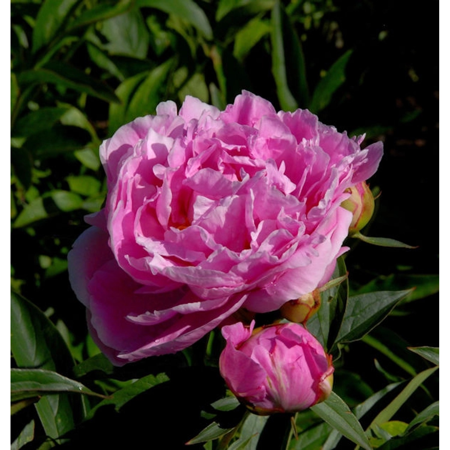 Edelpfingstrose Dr Alexander Fleming - Paeonia lactiflora günstig online kaufen