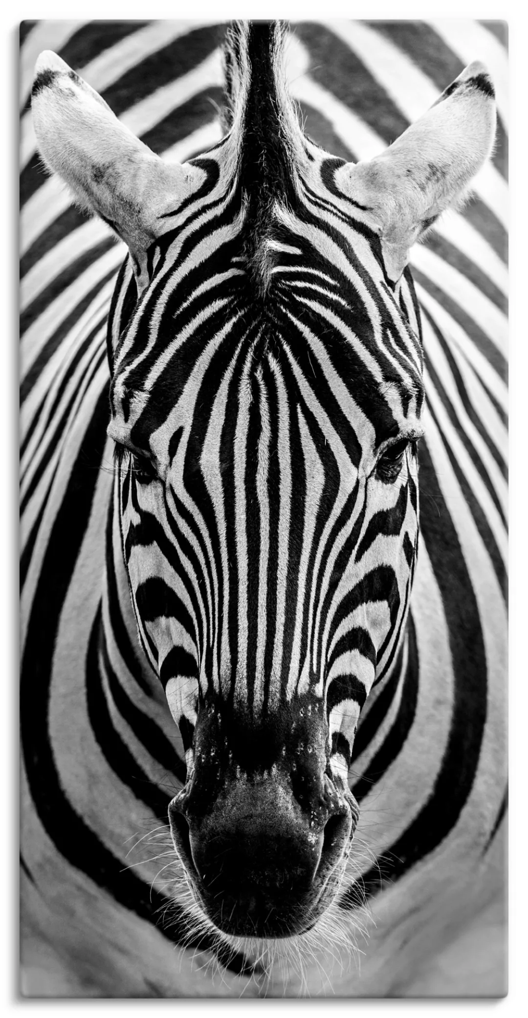 Artland Wandbild "Zebra", Wildtiere, (1 St.) günstig online kaufen