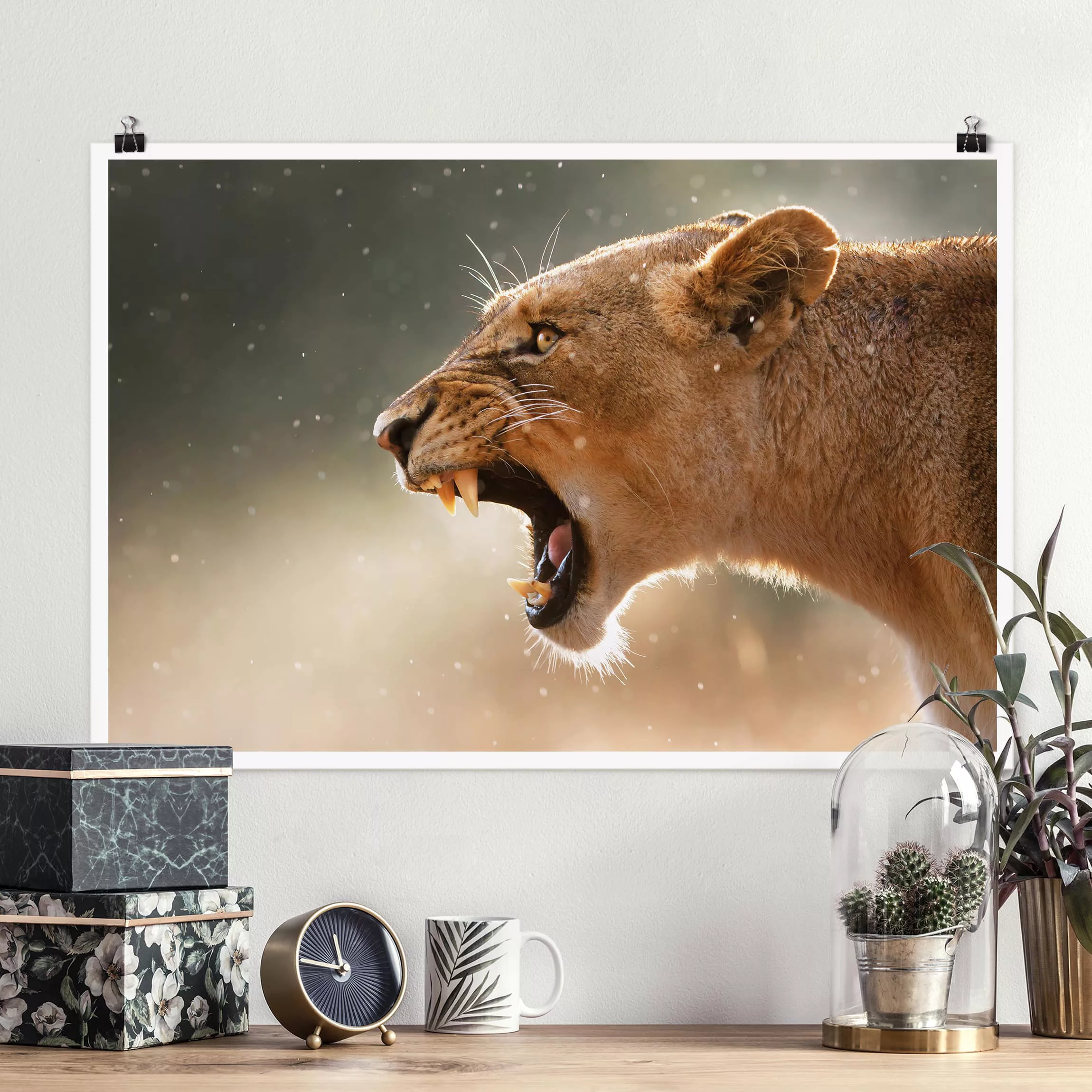 Poster Tiere - Querformat Löwin auf der Jagd günstig online kaufen