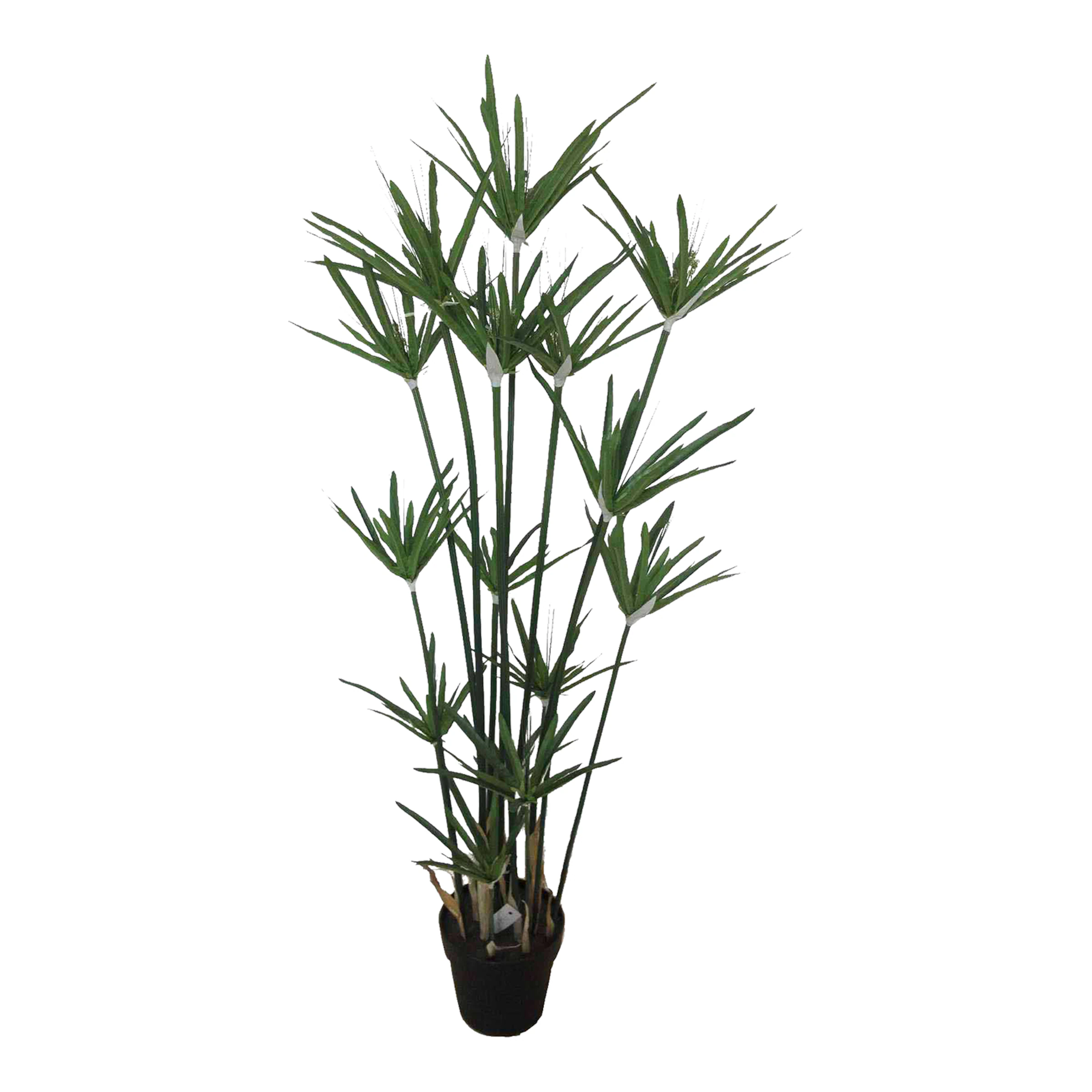 Topfpflanze Zyperngras ca. 120cm, grün günstig online kaufen