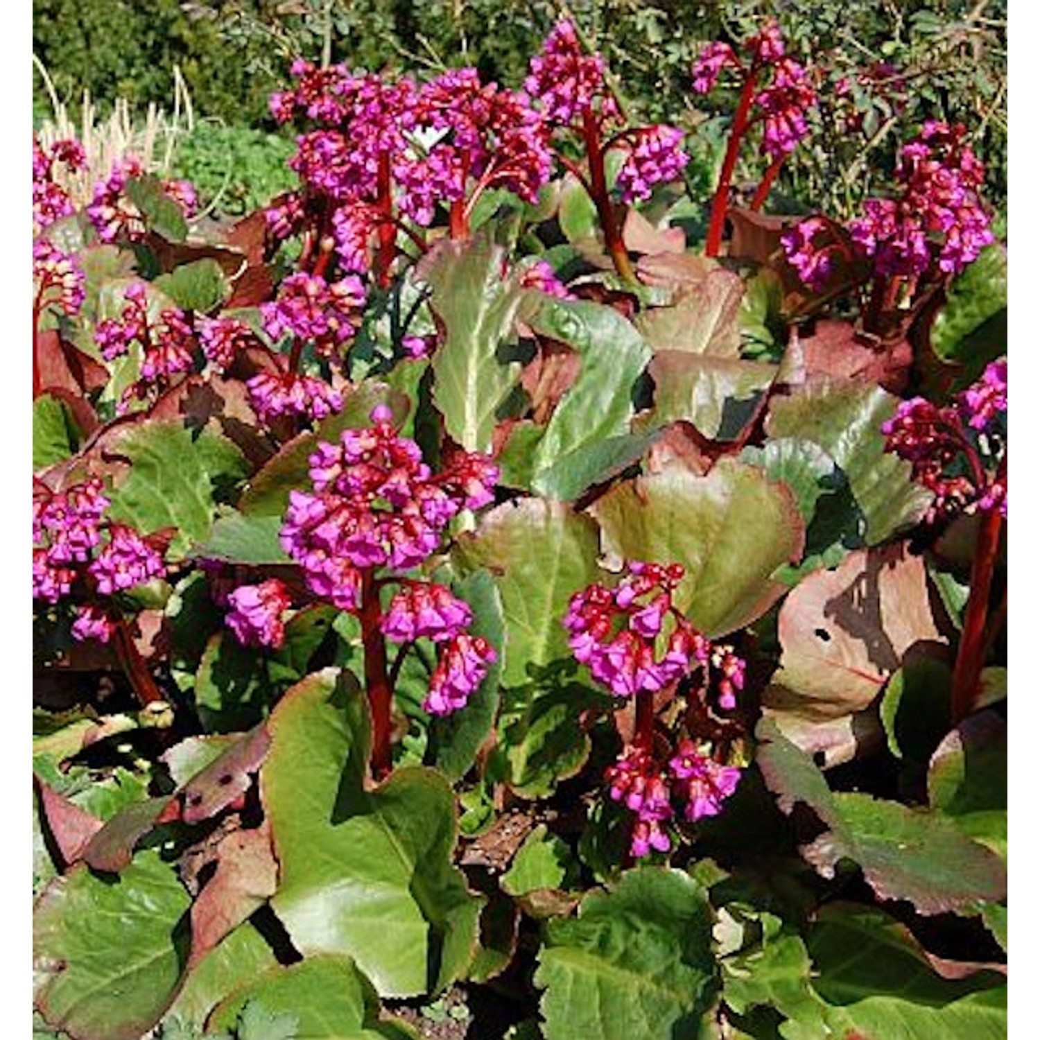 Bergenie Eroica - Bergenia cordifolia günstig online kaufen