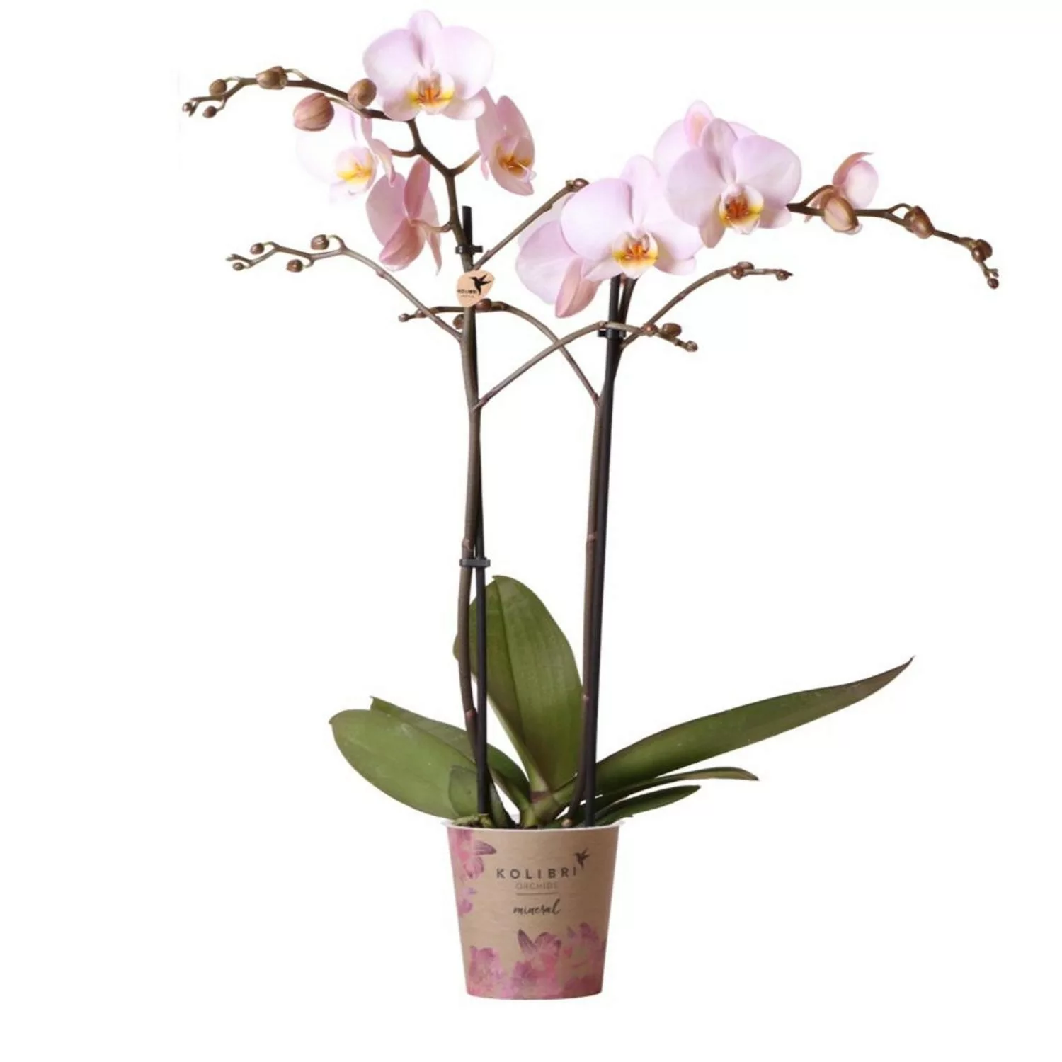 Kolibri Rosa Phalaenopsis Orchidee Kikion Topfgröße 12cm Frisch Vom Züchter günstig online kaufen