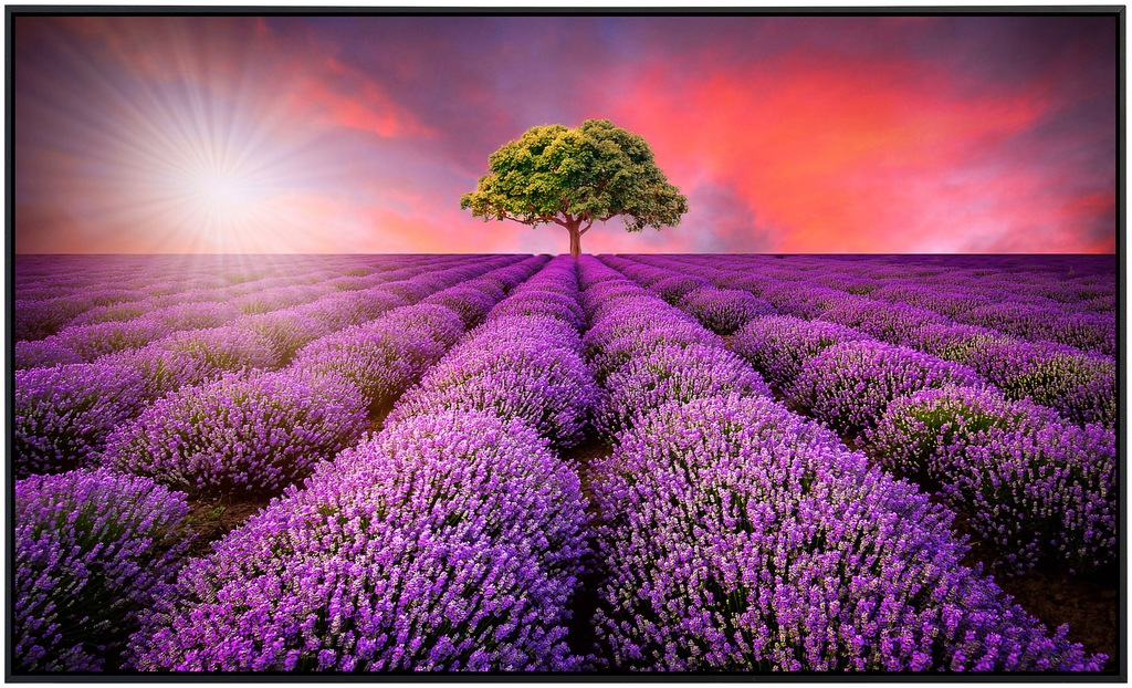 Papermoon Infrarotheizung »Lavendelfeld in Sunburst«, sehr angenehme Strahl günstig online kaufen