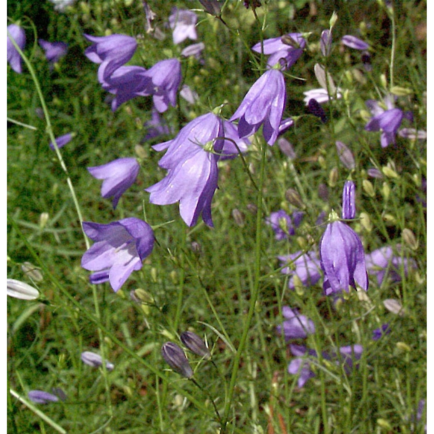 Rundblättrige Glockenblume - Campanula rotundifolia günstig online kaufen