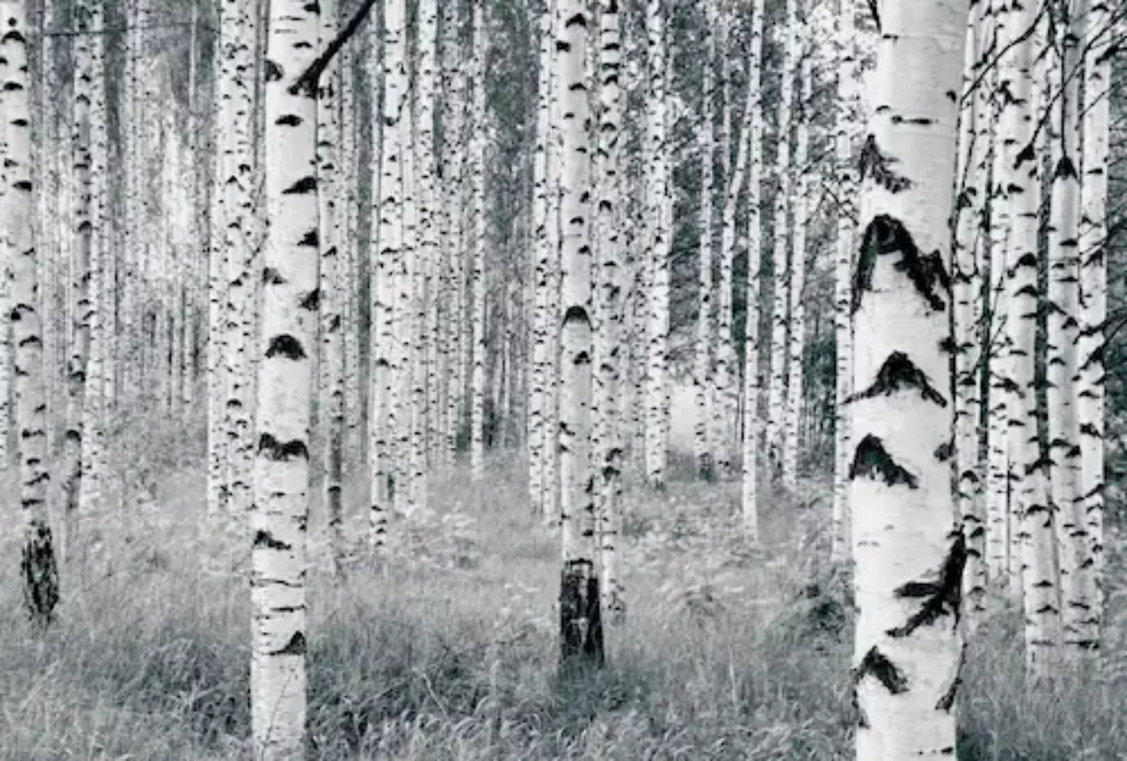 KOMAR Vlies Fototapete - Woods - Größe 400 x 270 cm mehrfarbig günstig online kaufen