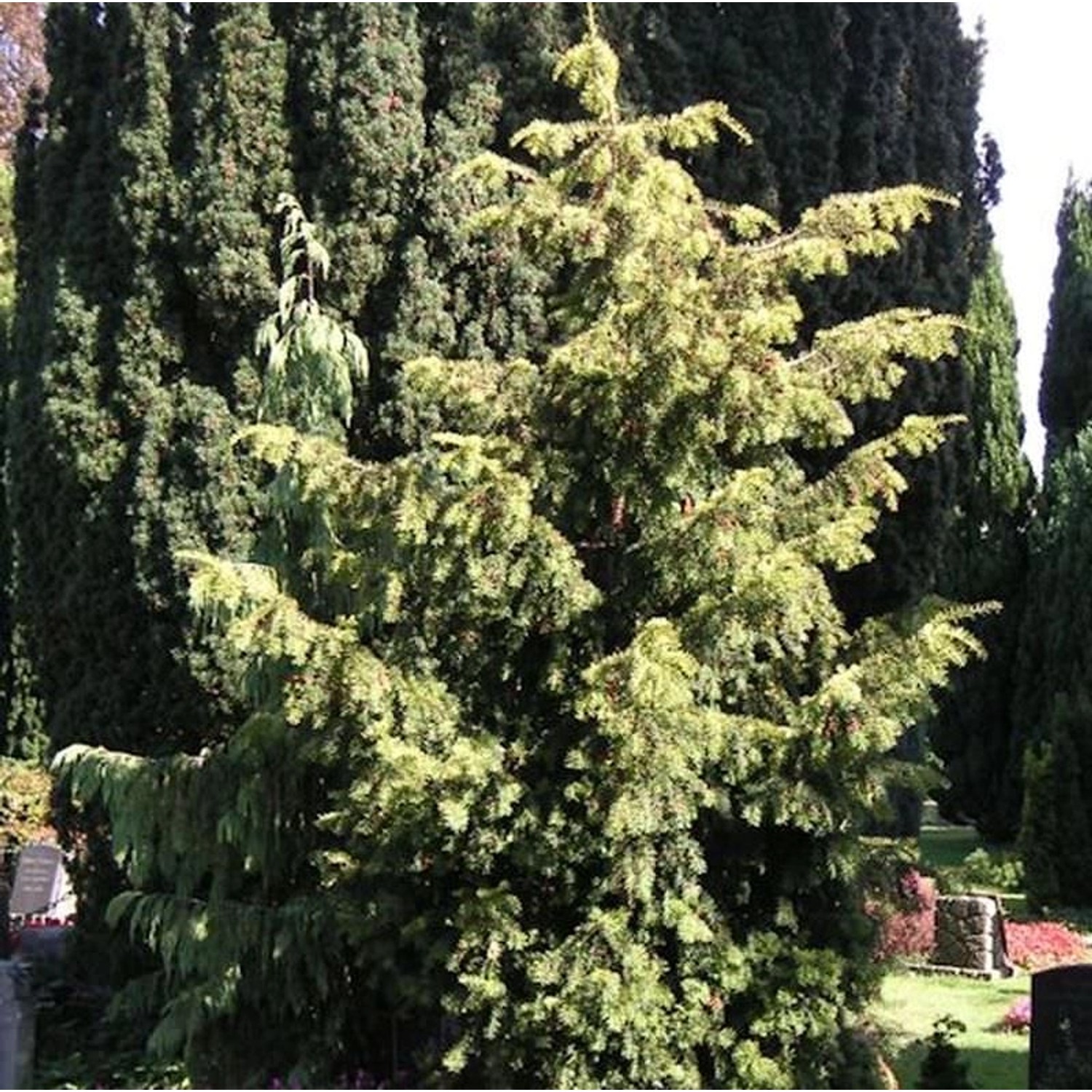 Goldgrüne Adlerschwingeneibe 30-40cm - Taxus baccata günstig online kaufen