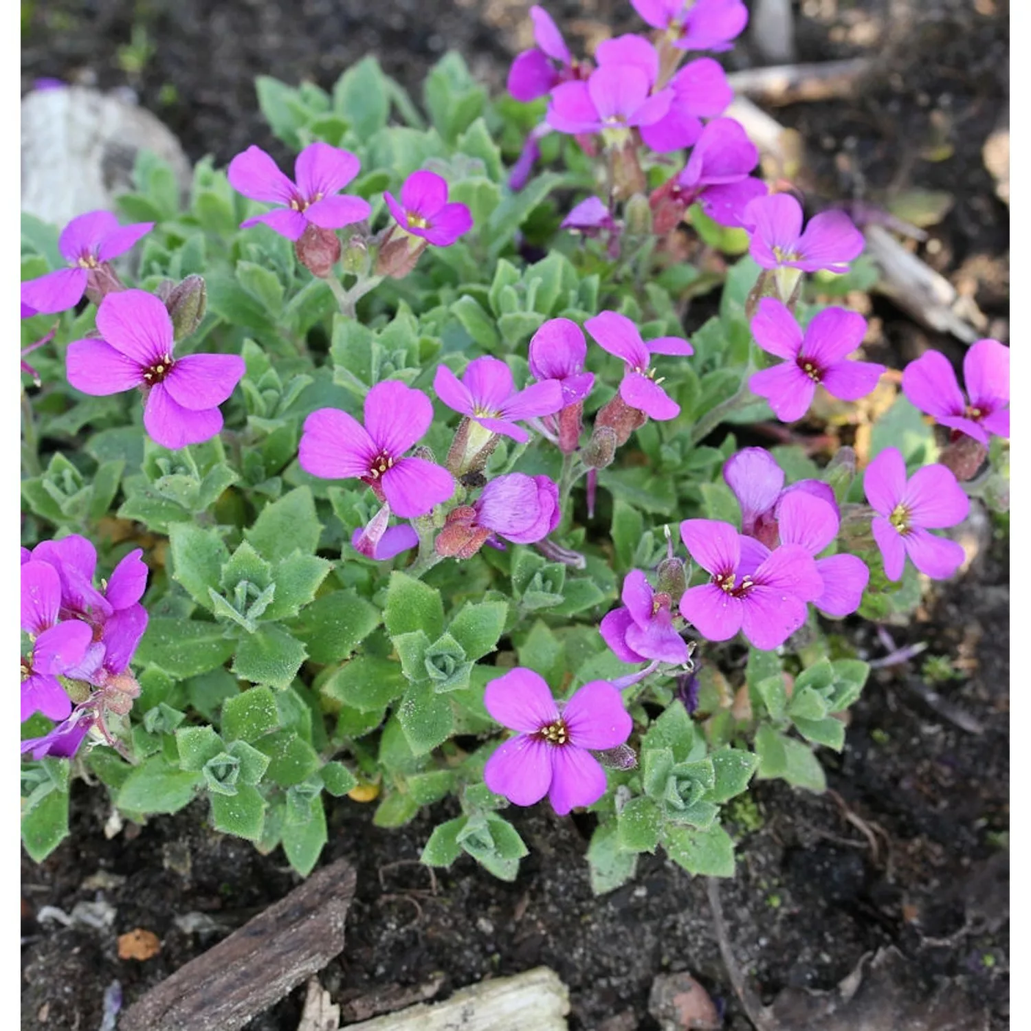 Blaukissen Sauerland - Aubrieta cultorum günstig online kaufen