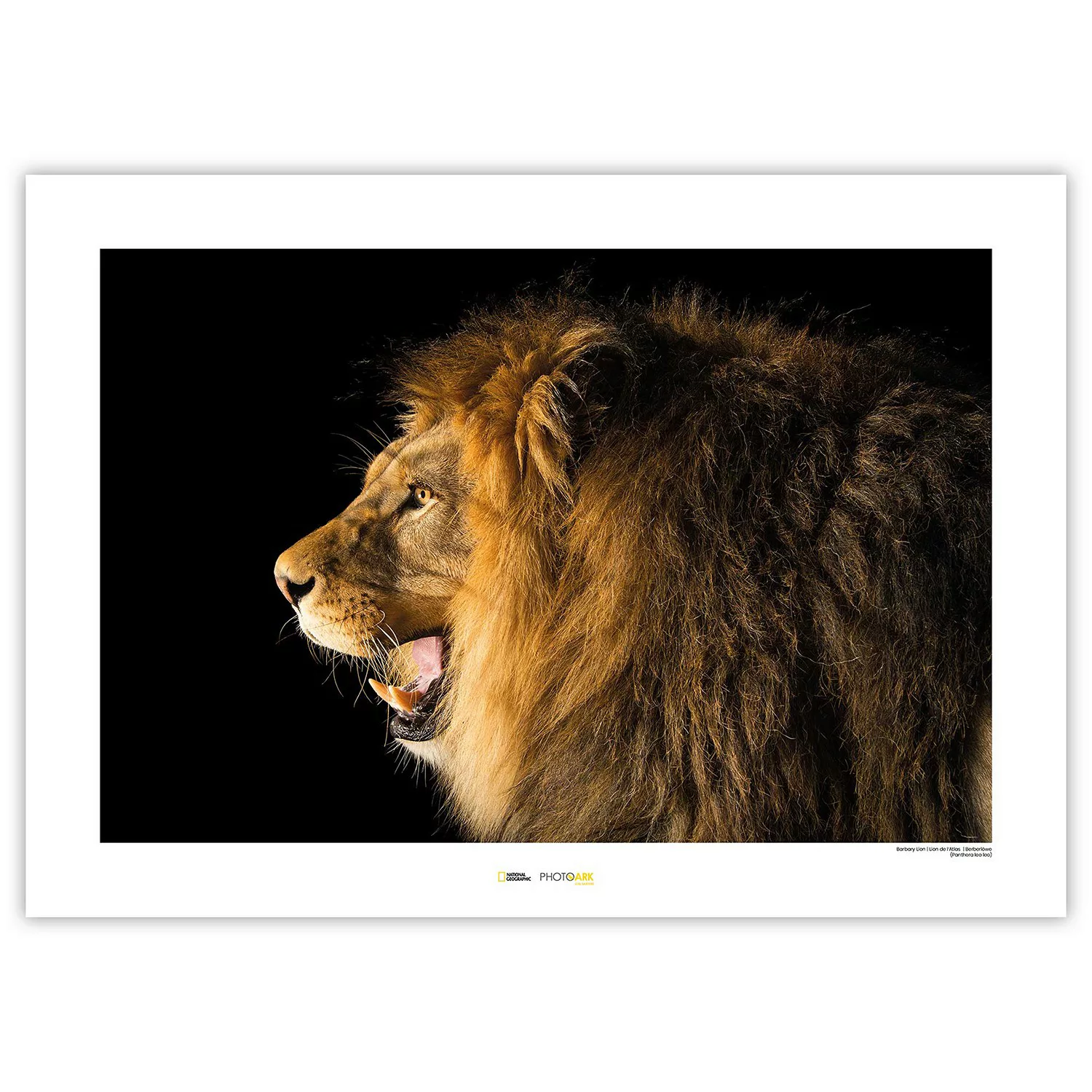 KOMAR Wandbild - Barbary Lion - Größe: 70 x 50 cm mehrfarbig Gr. one size günstig online kaufen