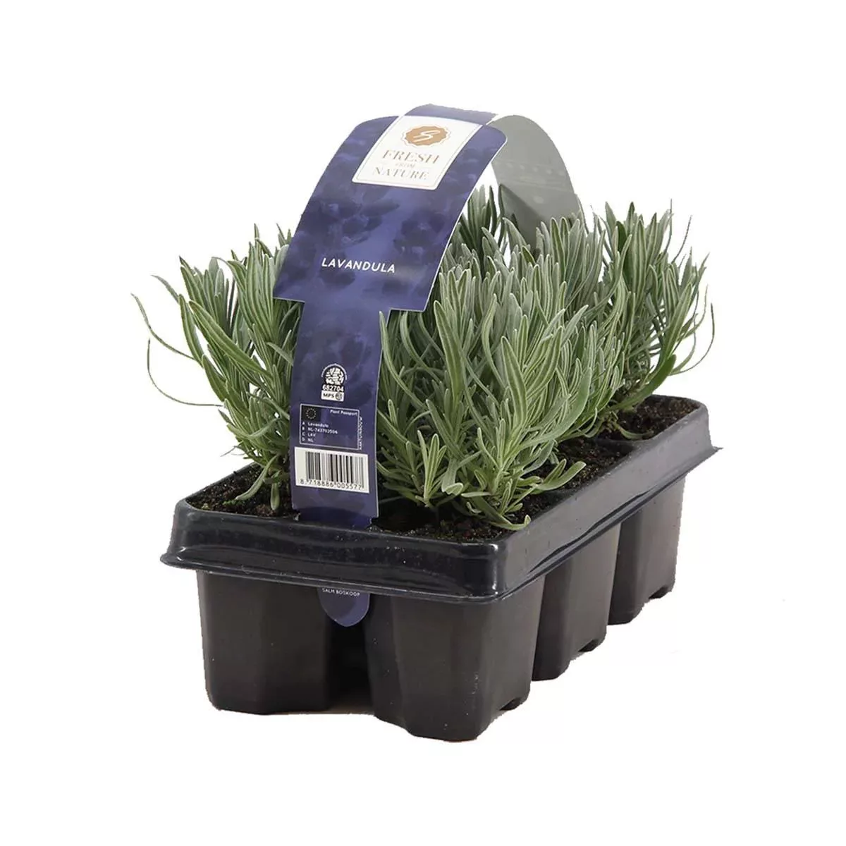 Casa Caron | Set mit 12 Lavandula Angustifolia Minnie günstig online kaufen