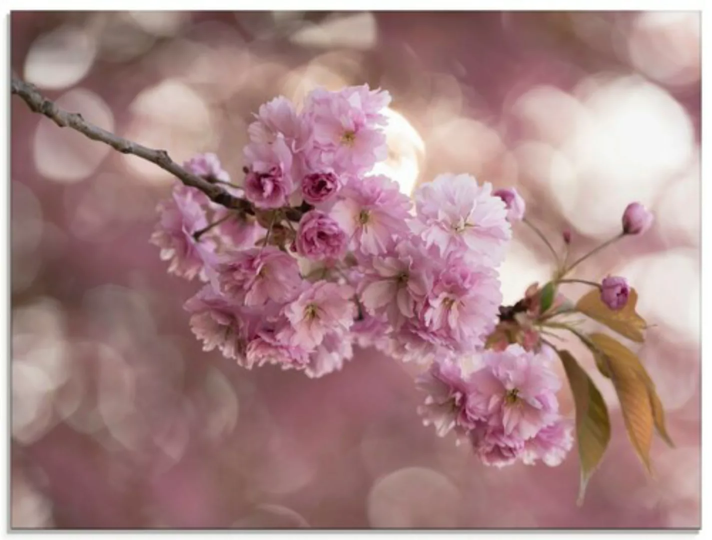 Artland Glasbild »Japanische Kirschblüte in Love III«, Blumen, (1 St.), in günstig online kaufen