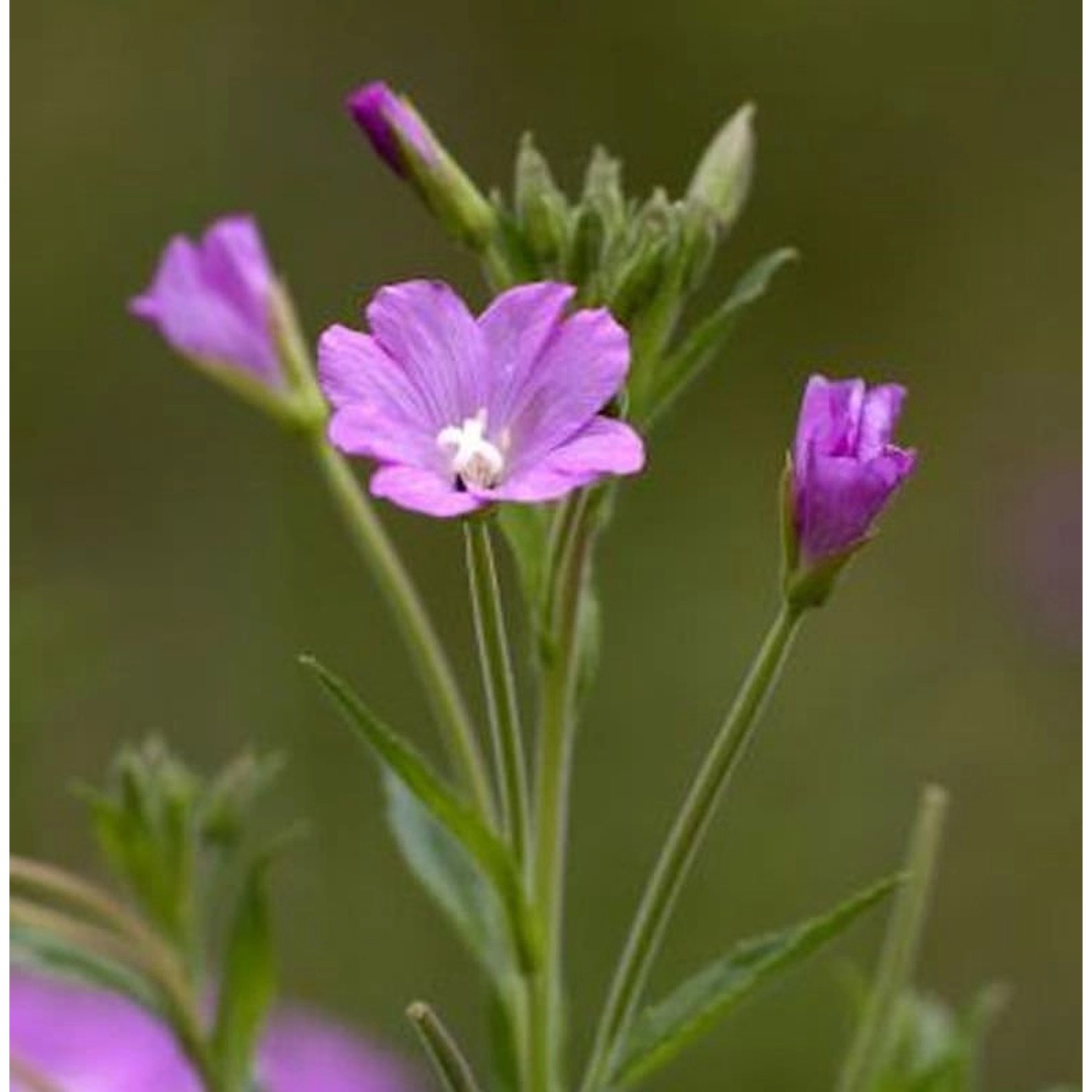 Zottiges Weidenröschen - Epilobium hirsutum günstig online kaufen