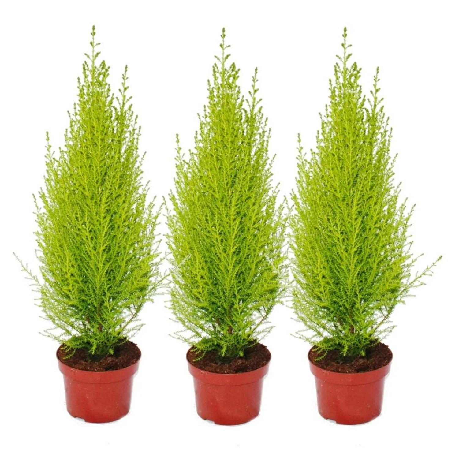 Exotenherz Cupressus Wilma 3er Set günstig online kaufen