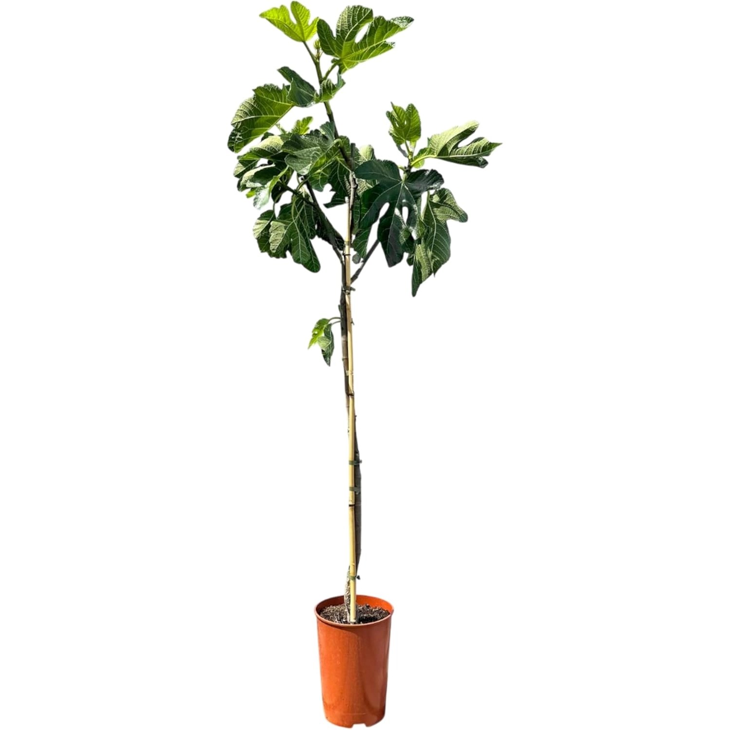 Sunny-Tree Feigenbaum Obstbaum Ficus Carica mit Süße Essbare Feige 160 cm W günstig online kaufen