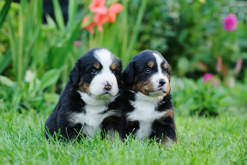 Papermoon Fototapete »Berner Sennenhunde« günstig online kaufen