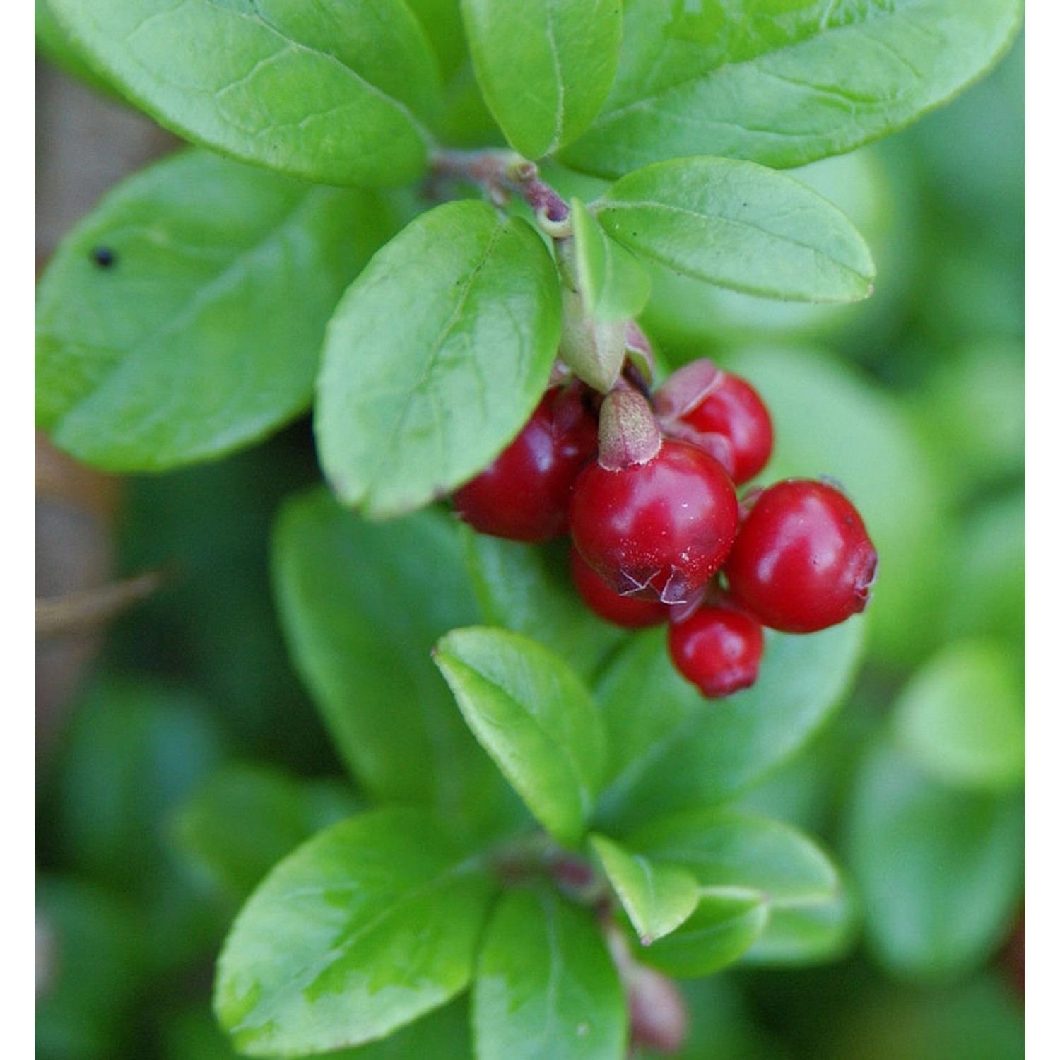 Preiselbeere 15-20cm - Vaccinium vitis idaea günstig online kaufen