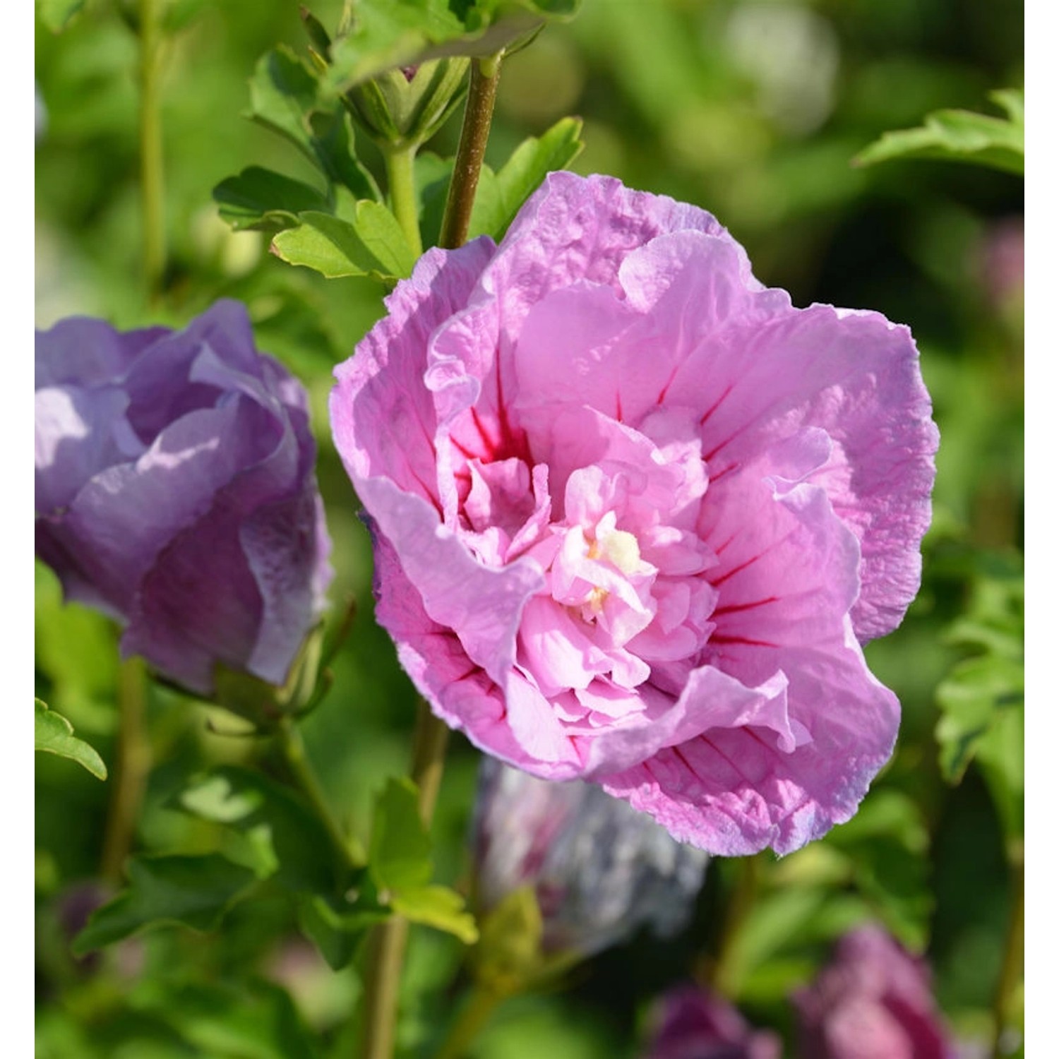 Garteneibisch Flower Tower Purple 60-80cm - Hibiscus syriacus günstig online kaufen