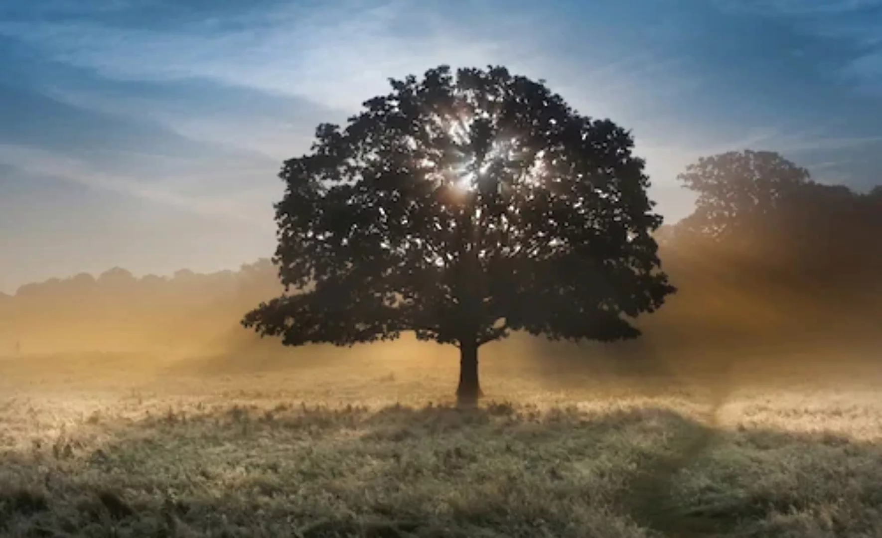 Papermoon Fototapete »Baum in Landschaft« günstig online kaufen