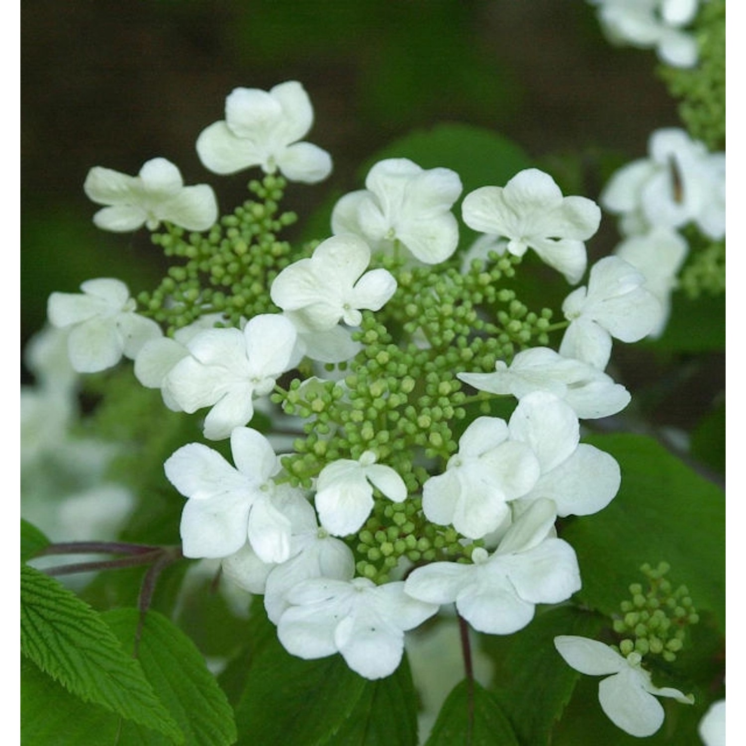 Japanischer Schneeball St. Keverne 100-125cm - Viburnum plicatum günstig online kaufen