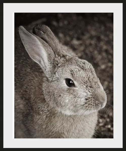 queence Bild "Tilde", Hase-Hasen-Foto-Kunst-Haustiere, (1 St.), HD Premium günstig online kaufen