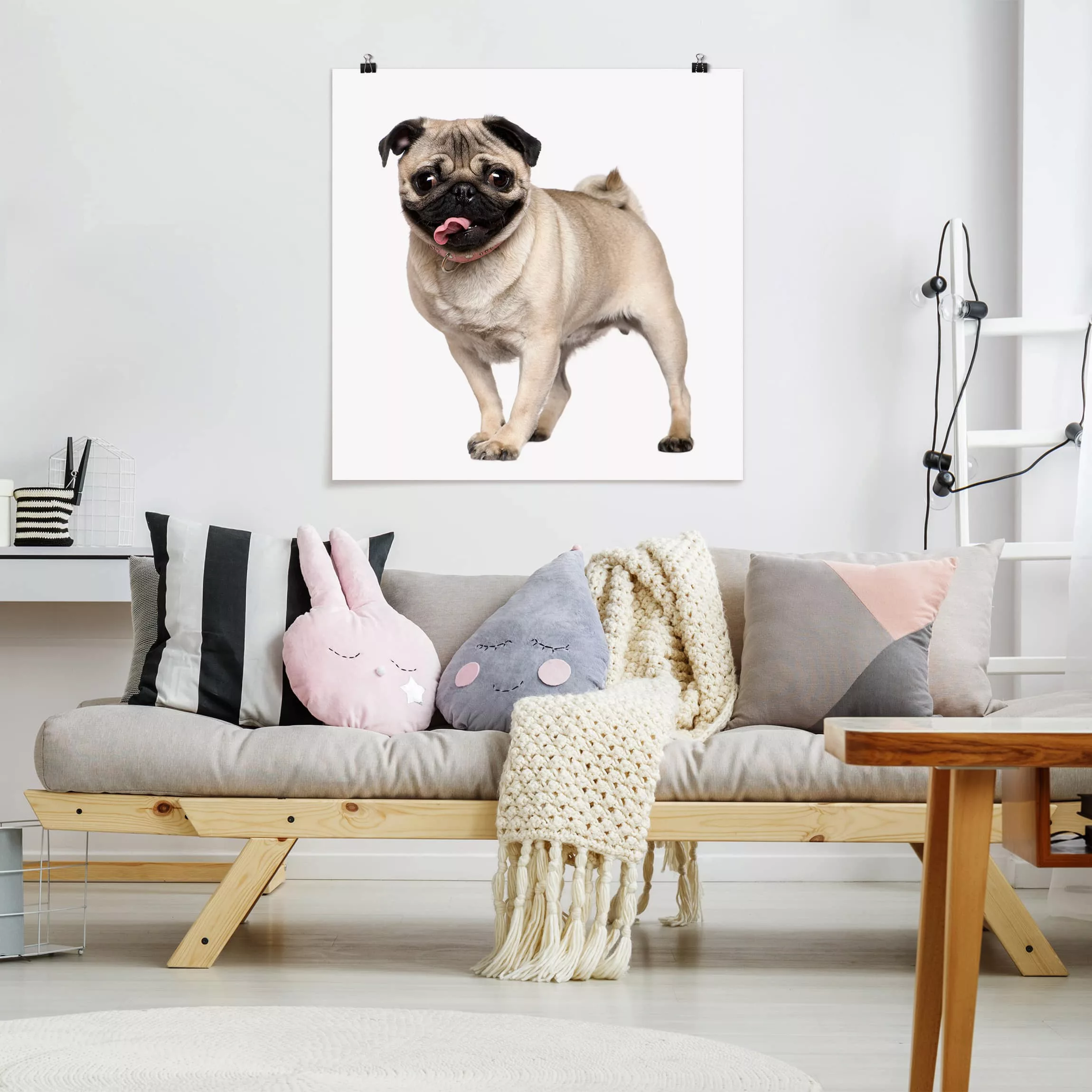 Poster - Quadrat Mopsfidel günstig online kaufen