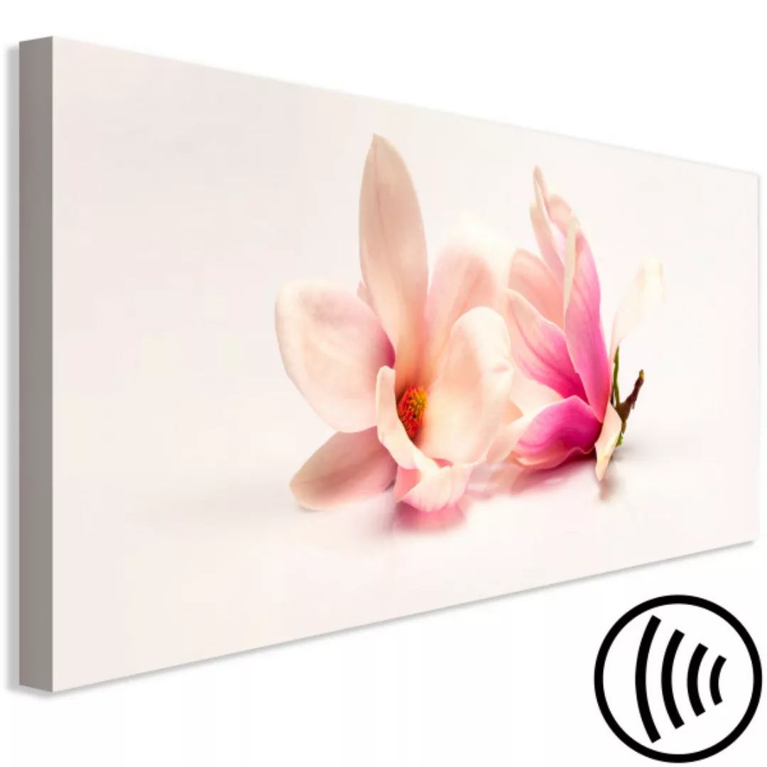 Bild auf Leinwand Beautiful Magnolias XXL günstig online kaufen