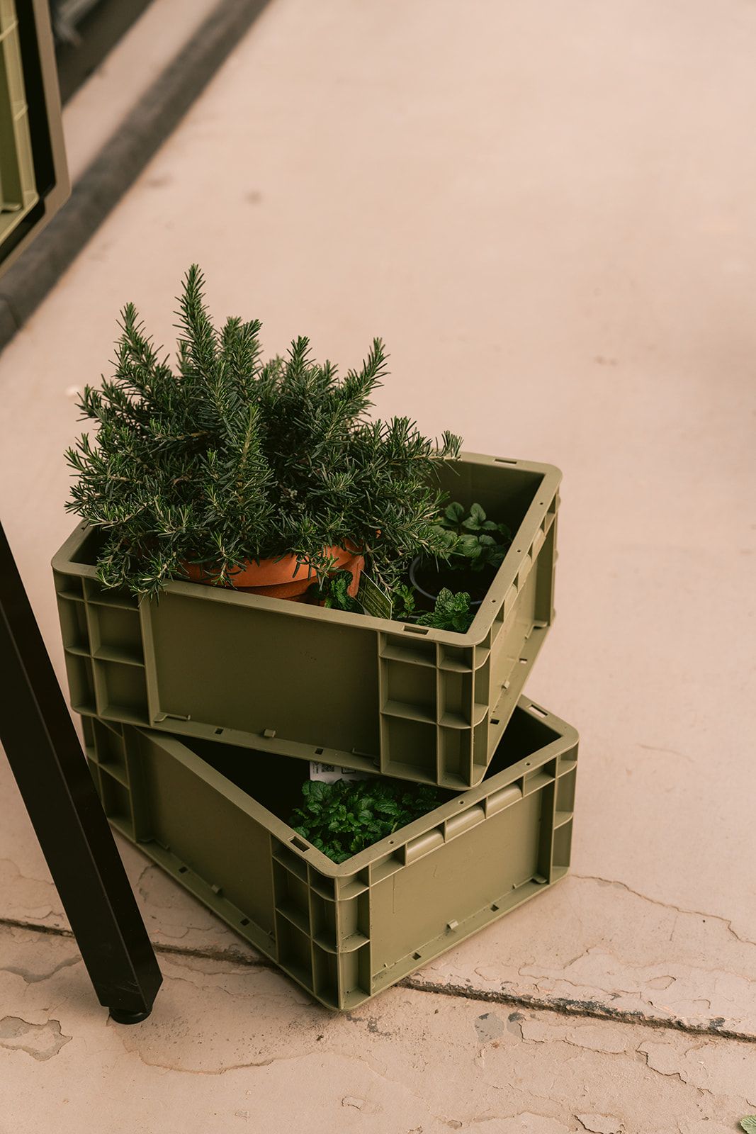 Gardenworks Aufbewahrungskiste in Grün günstig online kaufen