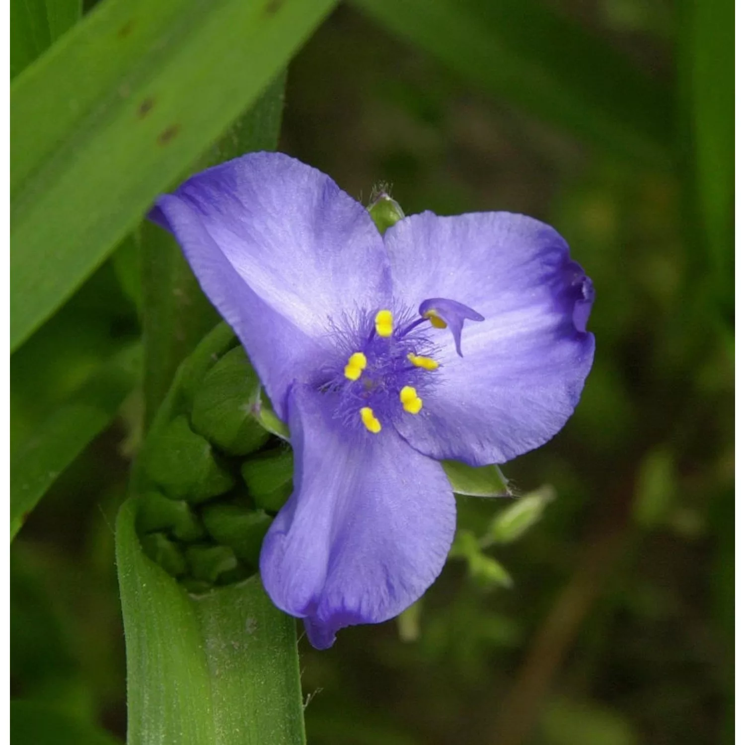 Dreimasterblumen Bärbel - Tradescantia andersoniana günstig online kaufen