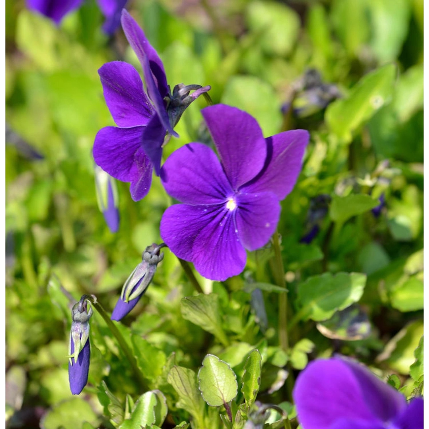 Hornveilchen Hansa - Viola cornuta günstig online kaufen