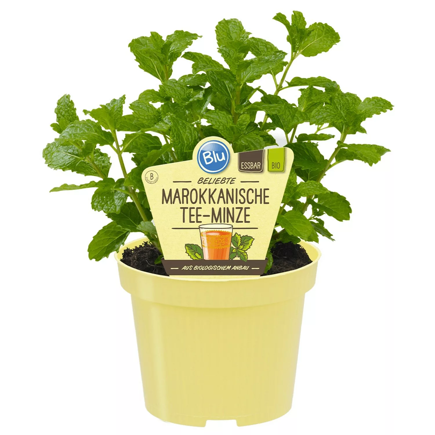 Blu Bio-Marokkanische Tee-Minze Topf-Ø ca. 12 cm Mentha günstig online kaufen