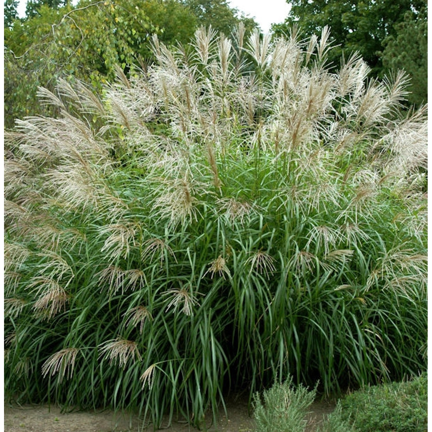 Chinaschilf Silberfeder - Miscanthus sinensis günstig online kaufen