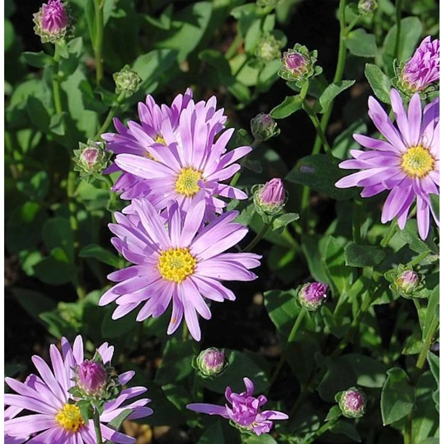 Sommeraster Rosa Erfüllung - Aster amellus günstig online kaufen