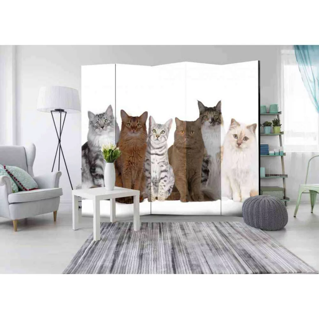 Raumteiler Paravent für Tierarztpraxis Katzen günstig online kaufen