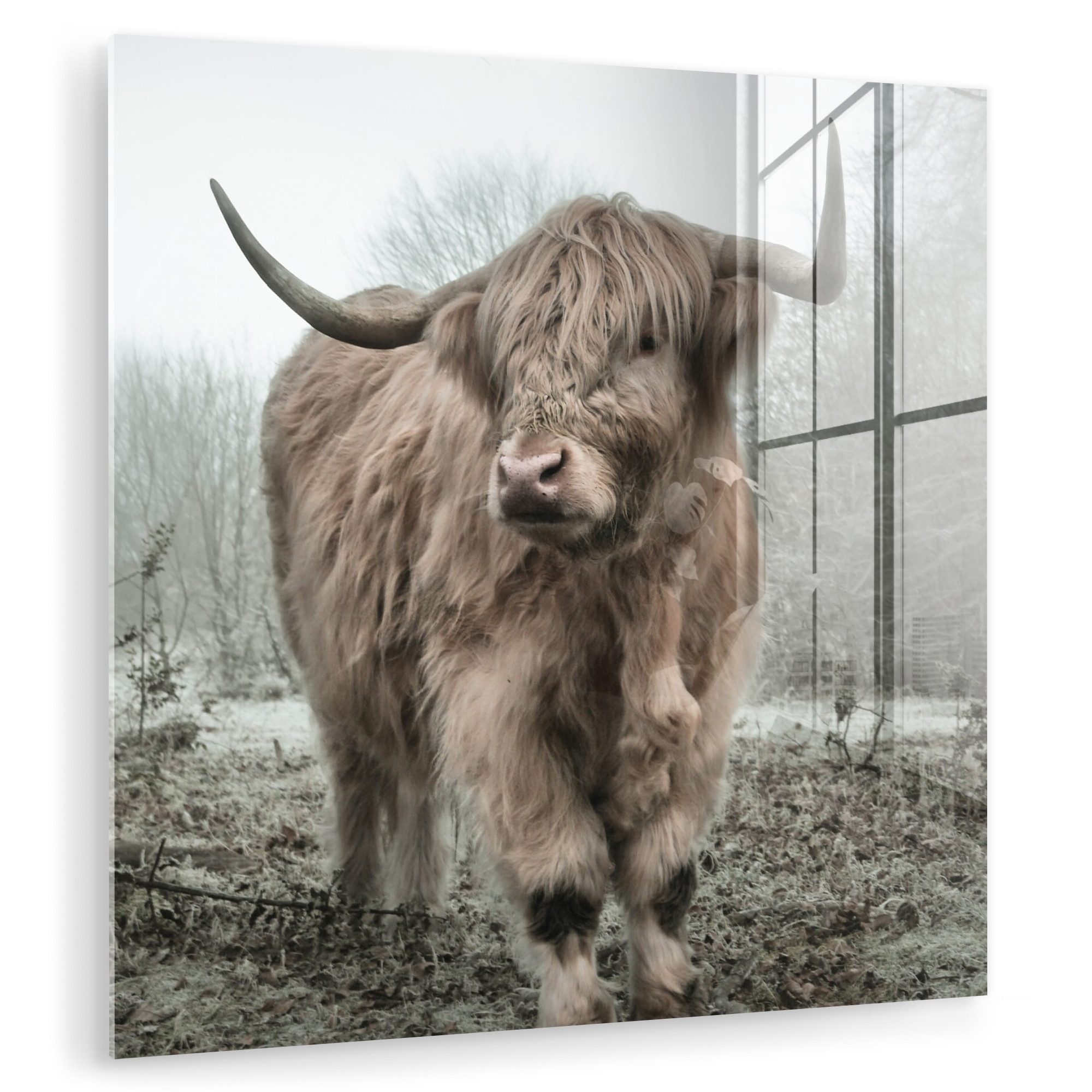 MuchoWow Acrylglasbild Schottische Highlander - Natur günstig online kaufen