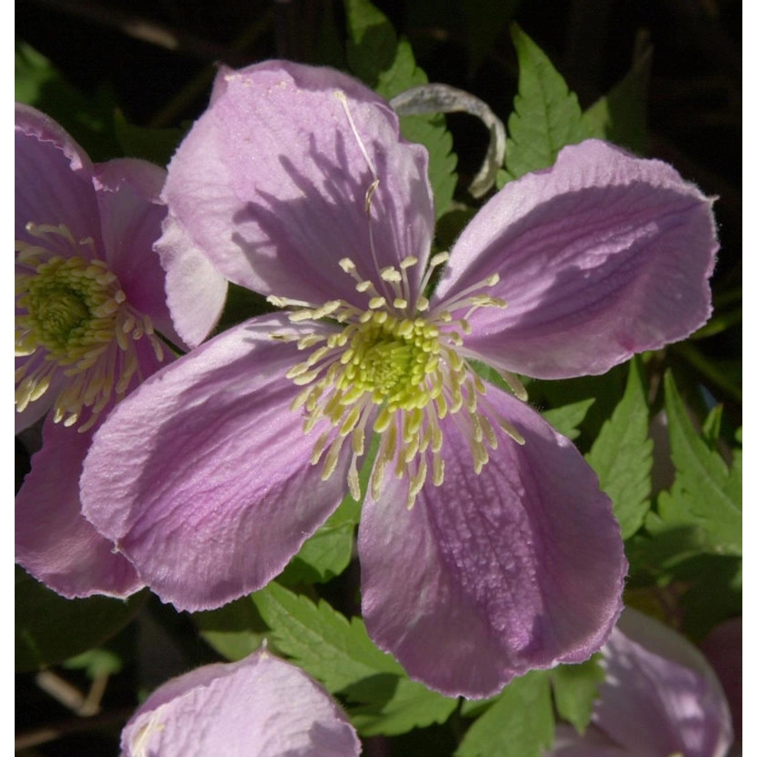 Berg Waldrebe Freda 60-80cm - Clematis montana günstig online kaufen