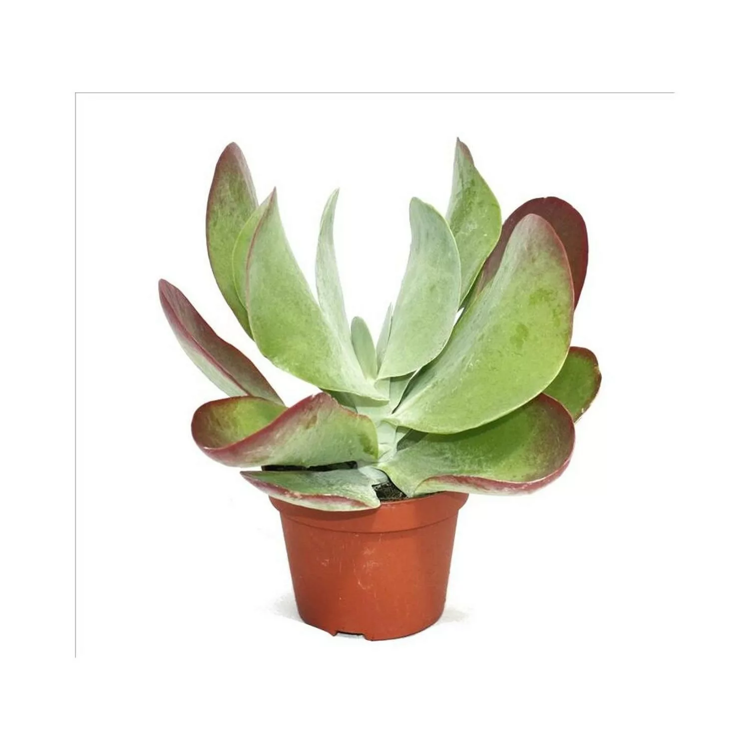 Exotenherz Kalanchoe Thyrsiflora Red Lips im 10,5cm Topf günstig online kaufen