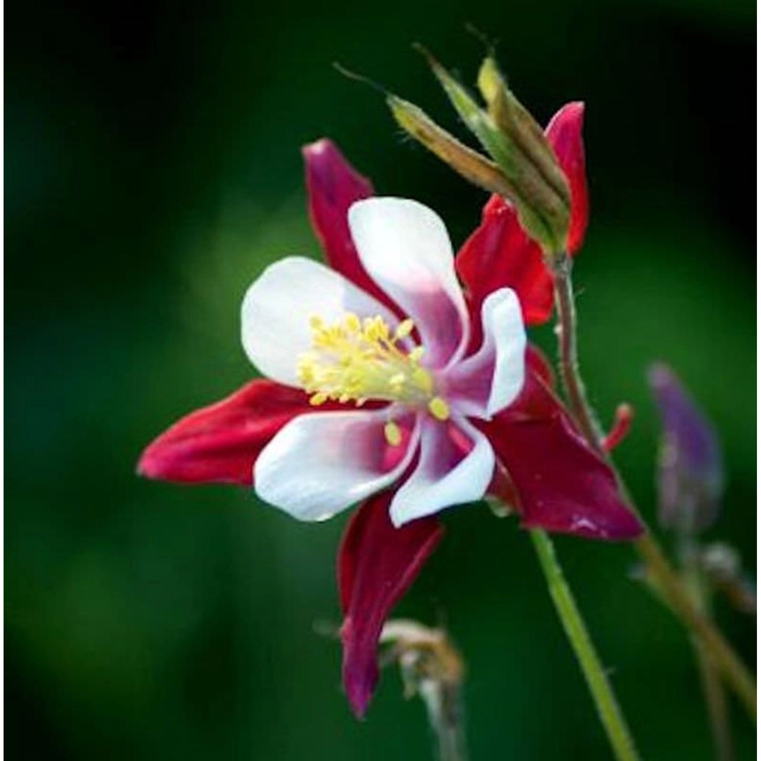 Akelei Crimson Star - Aquilegia caerulea günstig online kaufen