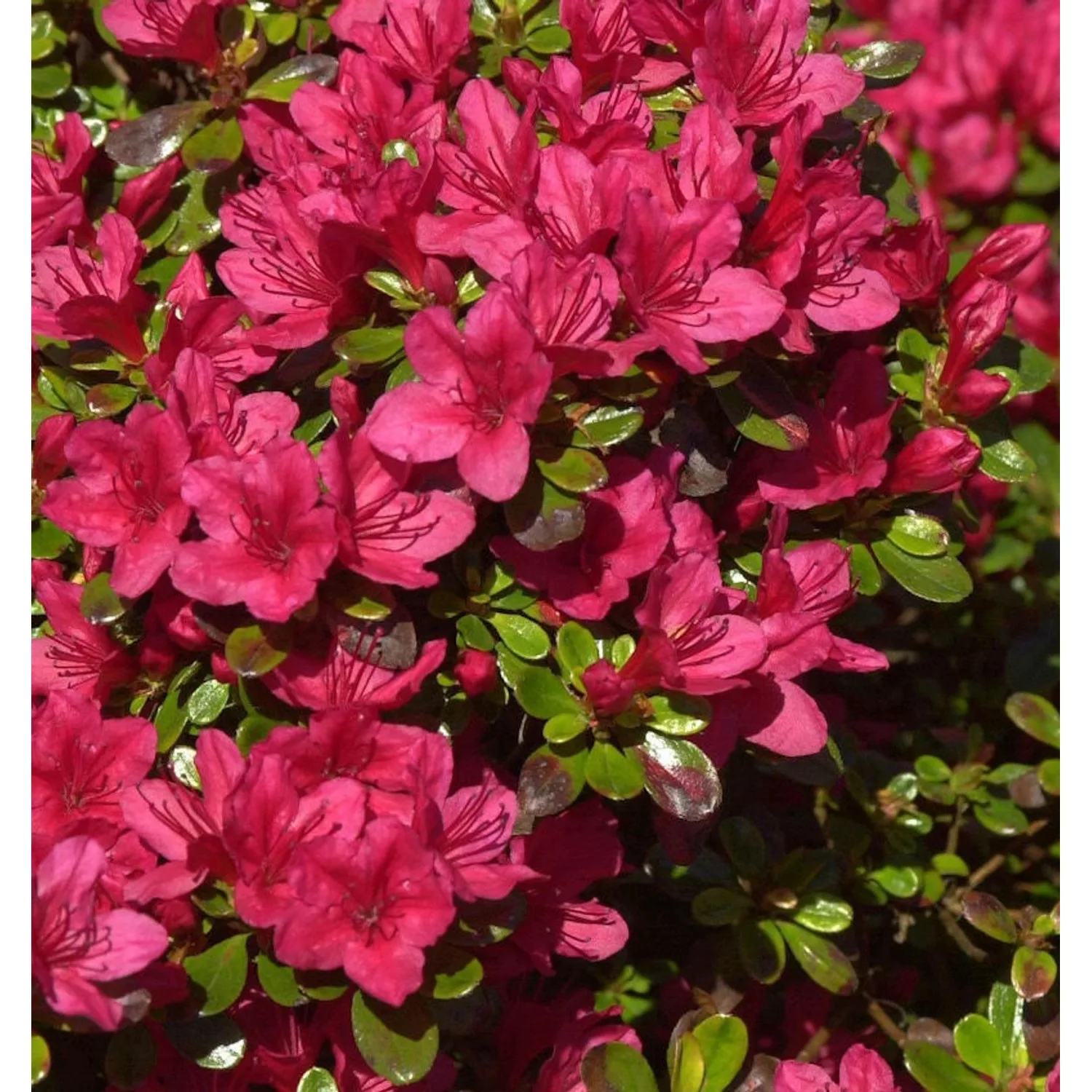 Japanische Azalee Hino Crimson 40-50cm - Rhododendron obtusum - Zwerg Alpen günstig online kaufen