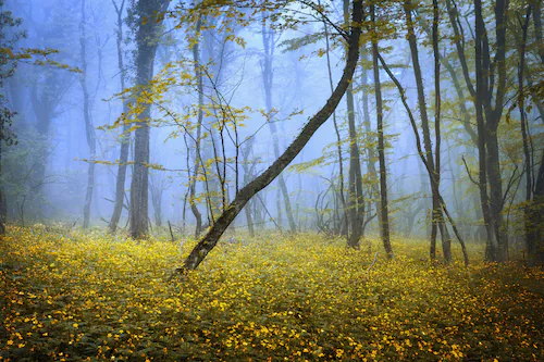 Papermoon Fototapete »WALD-HERBST NATUR LANDSCHAFT BÄUME NEBEL BAUM BLUMEN« günstig online kaufen