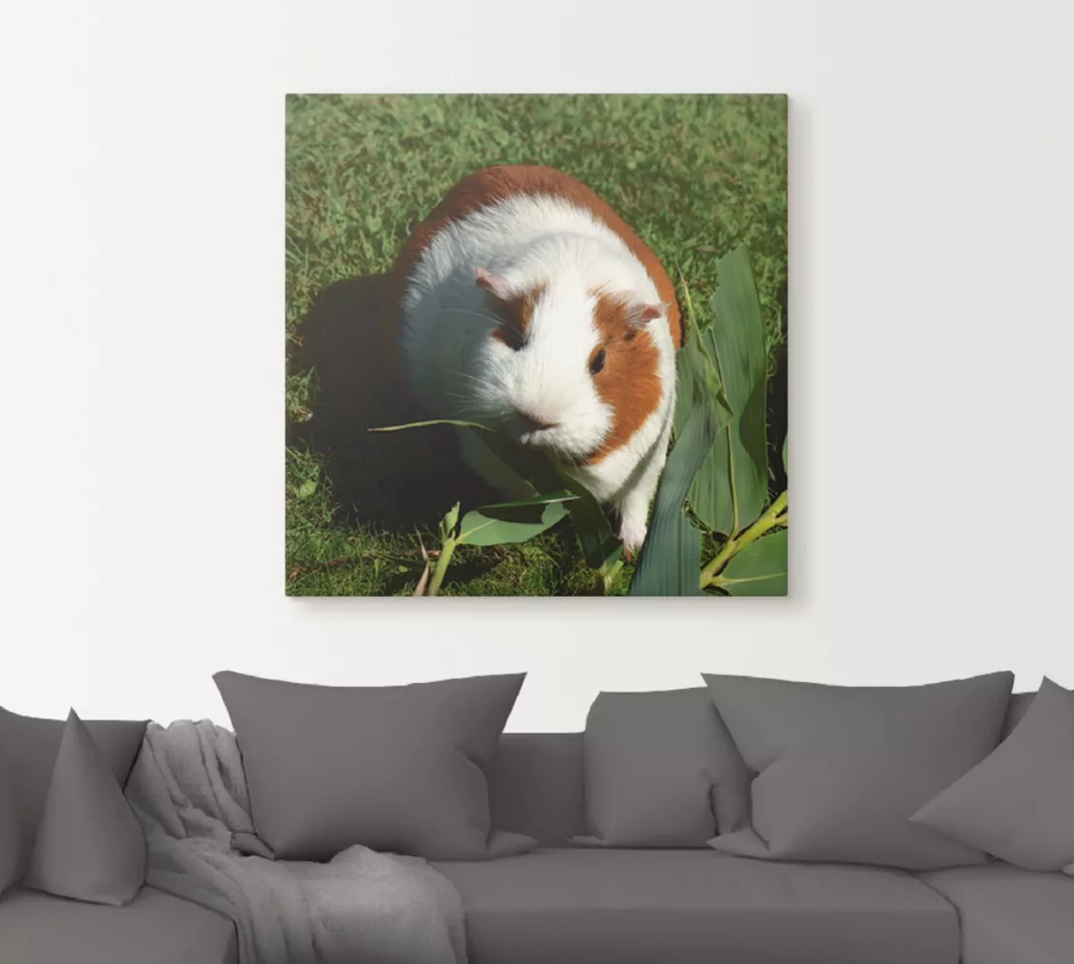 Artland Wandbild "Orange weißes Meerschweinchen", Haustiere, (1 St.) günstig online kaufen